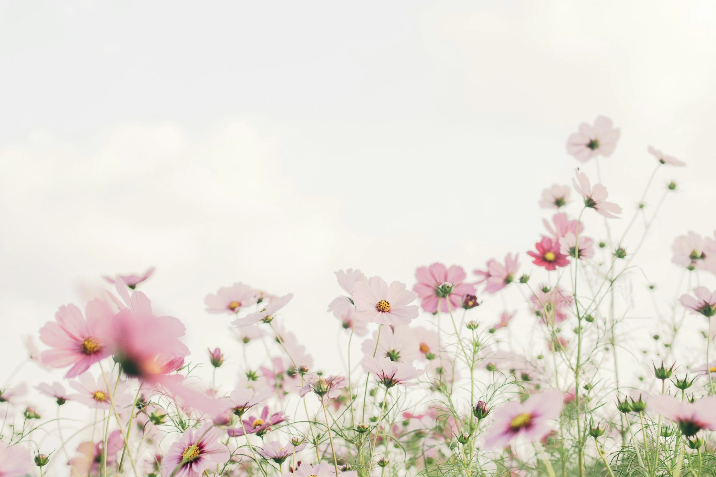 A field of pink cosmos flowers with a bright sky background.