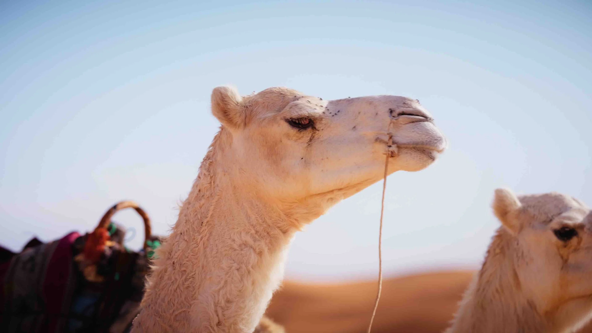 Still 2026-04-17 160323_1.45.1-optimized.jpeg