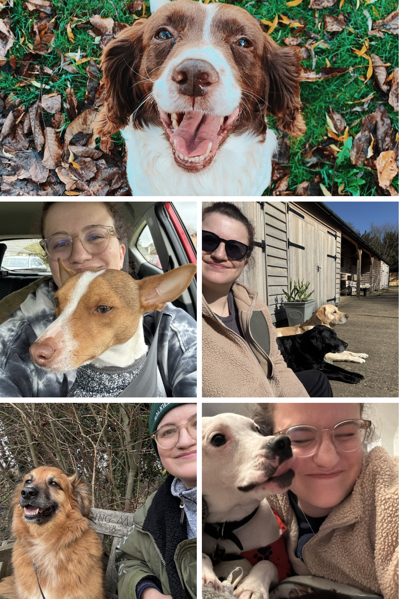 Collage of seven photos featuring dogs and people. The top photo shows a happy brown and white dog lying on the ground with leaves and grass. The middle row has three pictures: one of a woman with glasses and a smiling girl taking a selfie with a medium-sized brown dog in her lap, another of a woman with sunglasses sitting outside with three dogs, and a third of a woman with glasses among leafless branches with a dog near a park bench. The bottom row shows one woman with glasses embracing a dog with a white coat with black spots, and another of a woman with glasses hugging an adorable white dog.