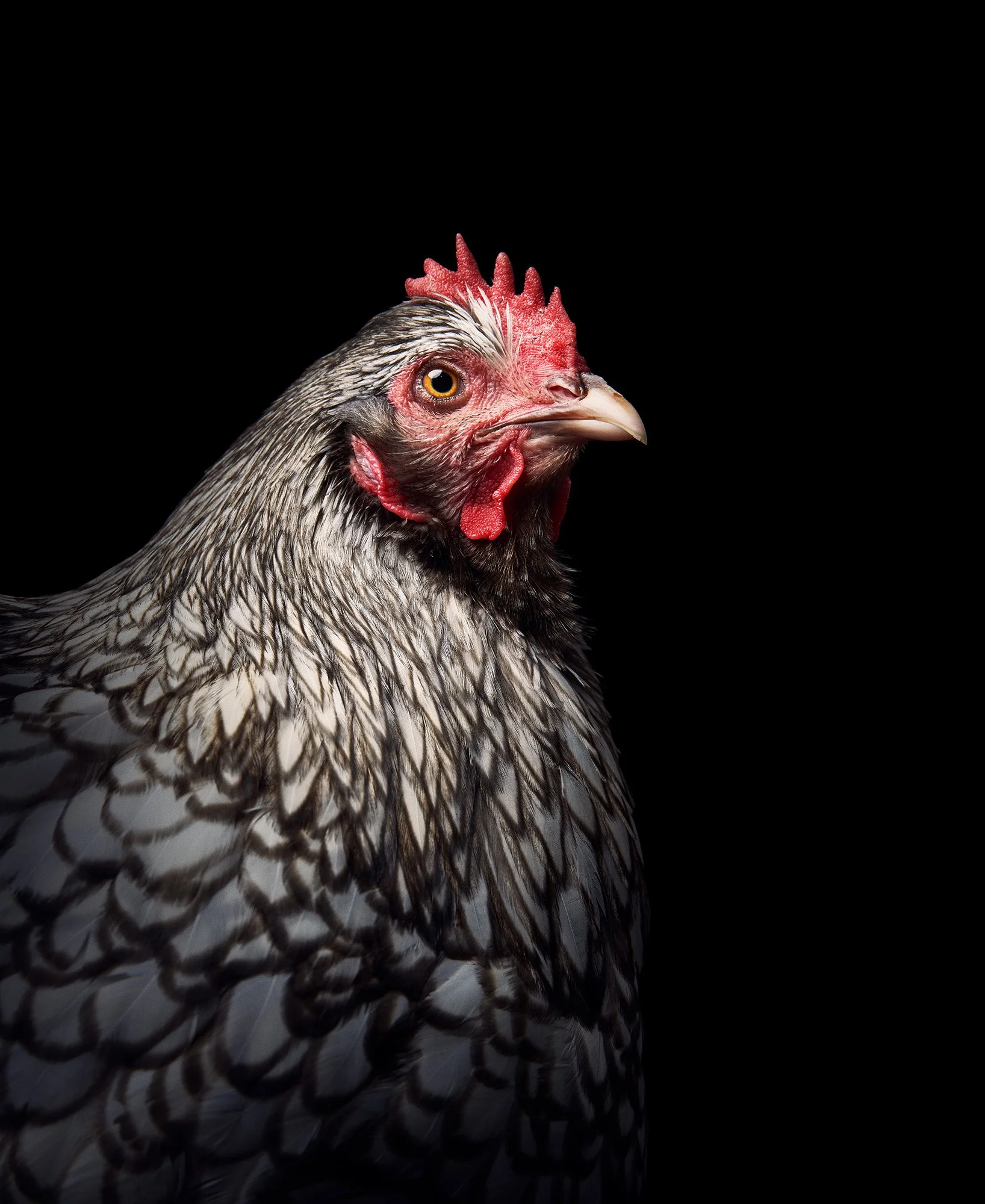 Purina-Ford-OrpingtonHens-0838_1a_OWC.jpg