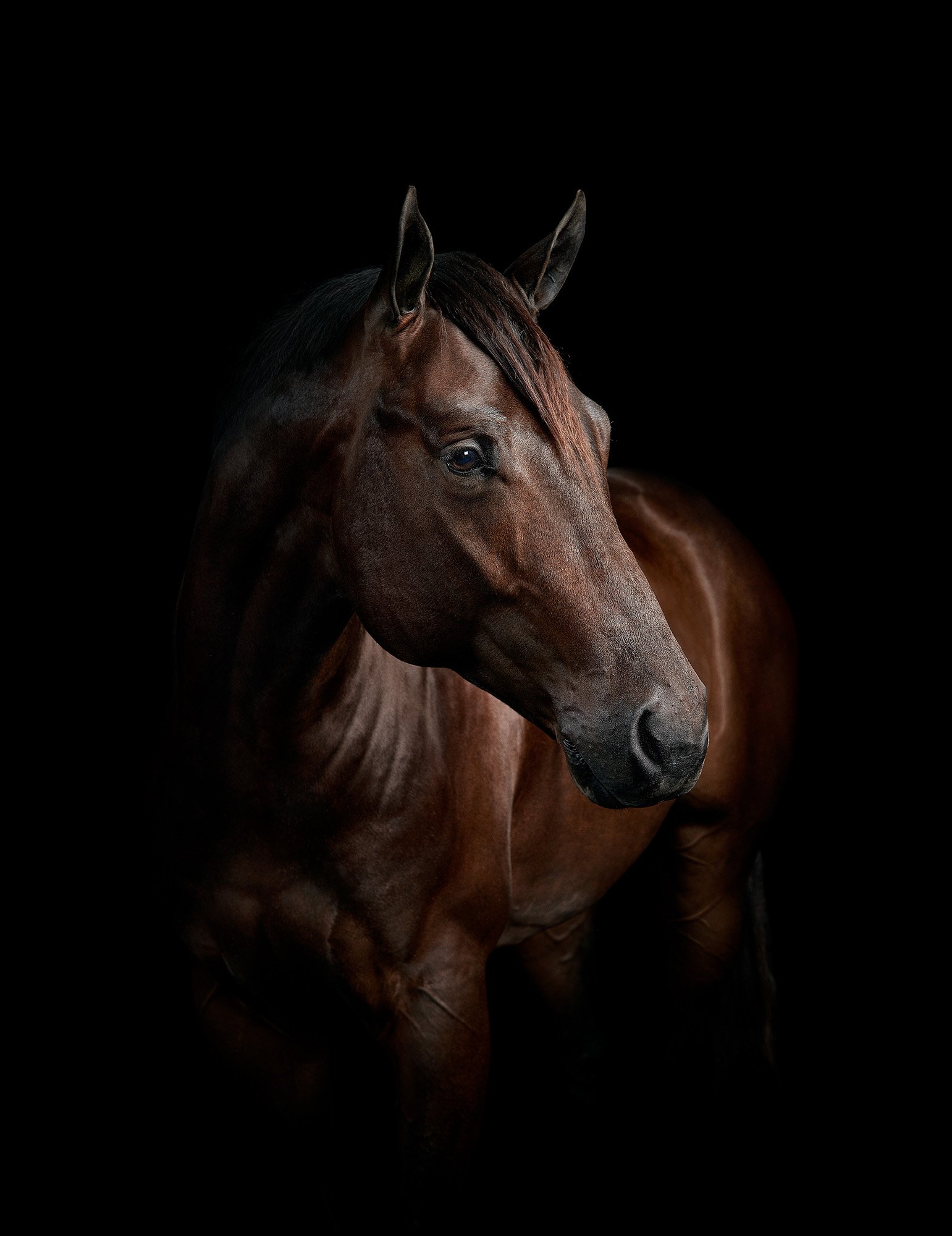 Purina-Ford-QuarterHorse1-1090_02f_1a_OWC.jpg