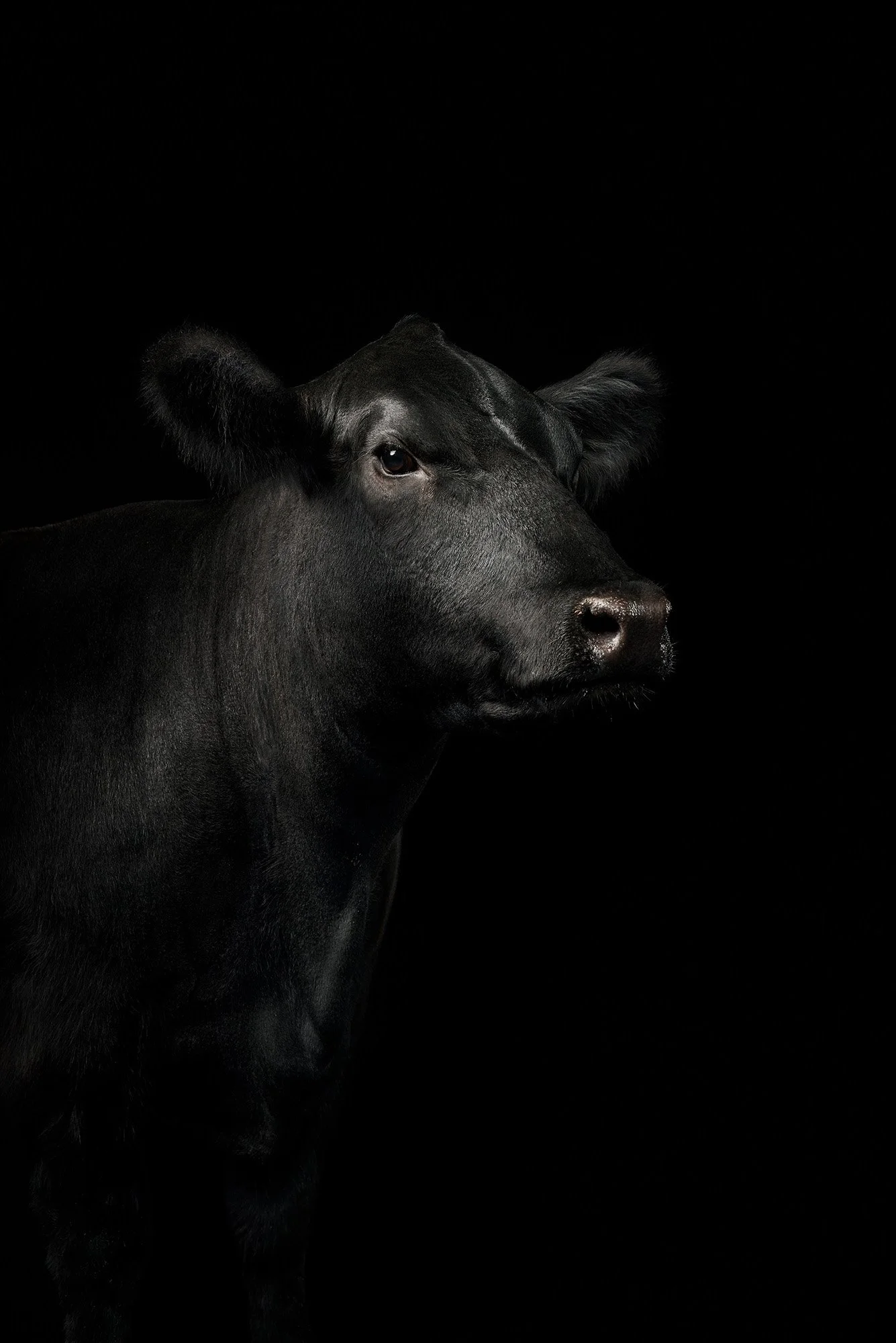 Purina-Ford-Angus-0313_1a_OWC.jpg