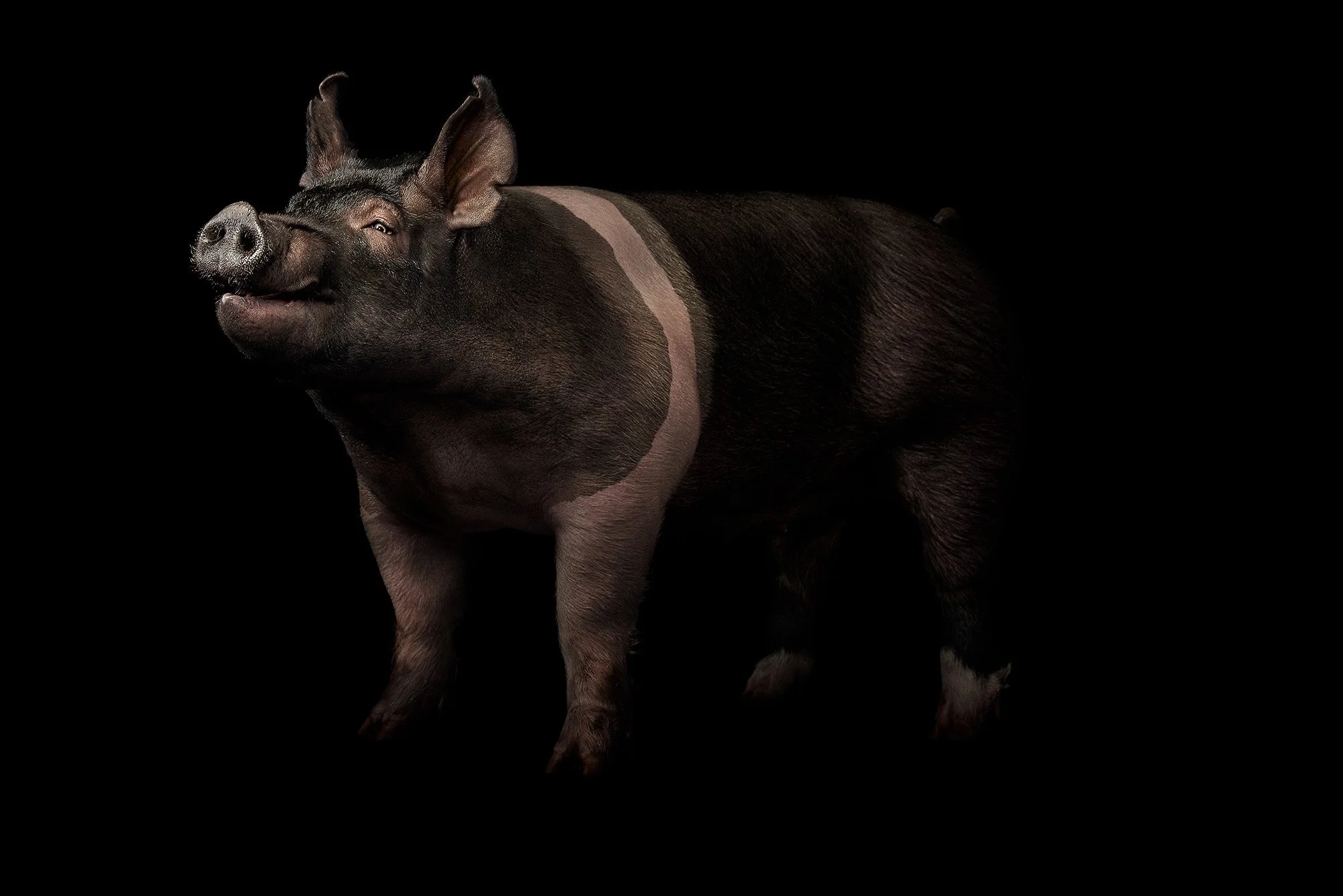 Purina-Ford-ShowPigs-2-0553_1a_OWC.jpg
