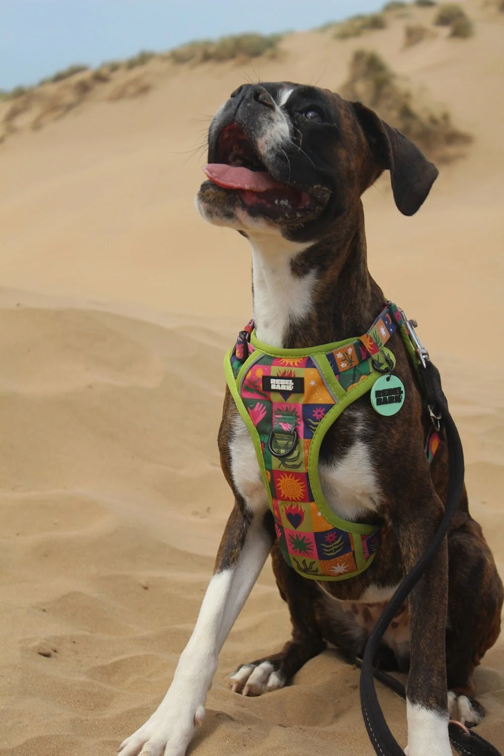 A playful brown and white dog with a black face mask, sitting in the sand with a colorful harness with various patterns, outdoors near sand dunes.