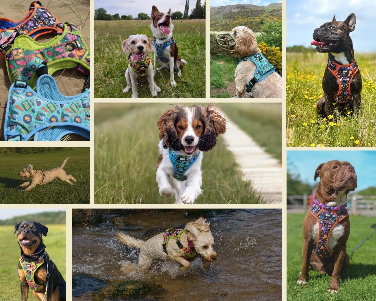 A collage of dogs wearing bright rebel bark accessories