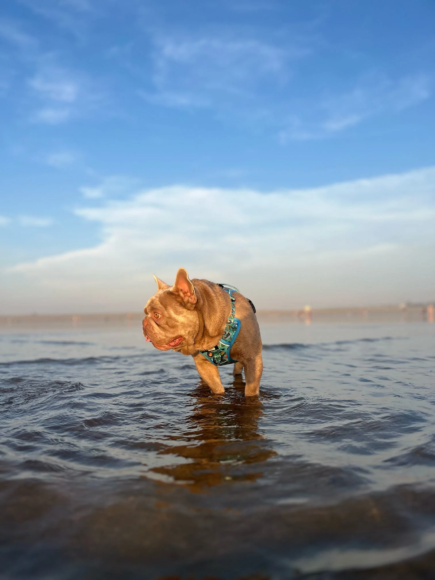A French Bulldog standing in shallow water at the beach during sunset.