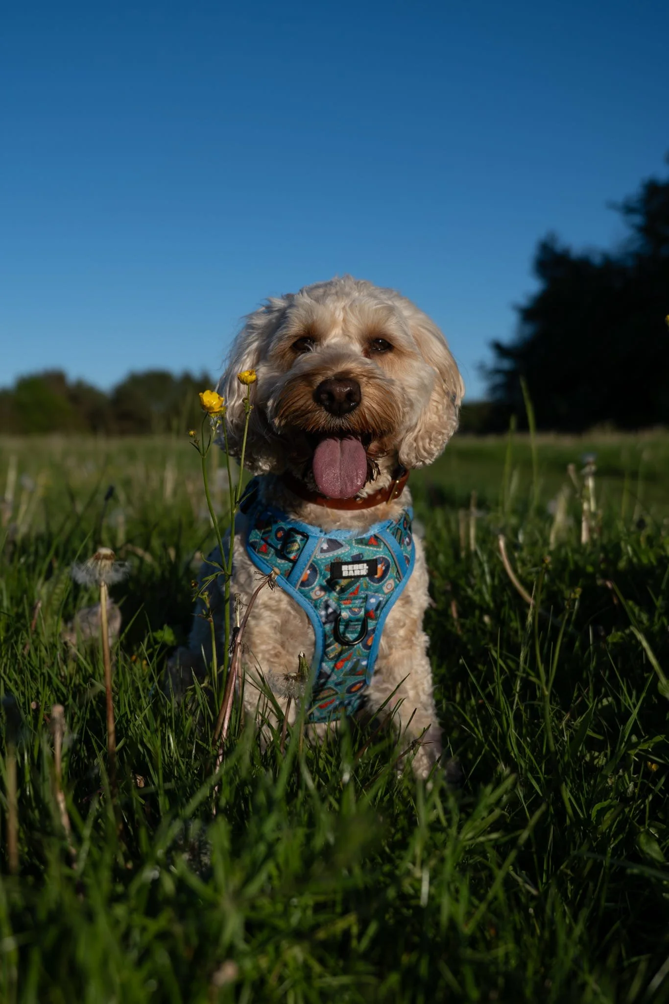 A happy dog with curly fur sticking out on its head, wearing a colorful harness, sitting in a grassy field with yellow flowers, under a clear blue sky.