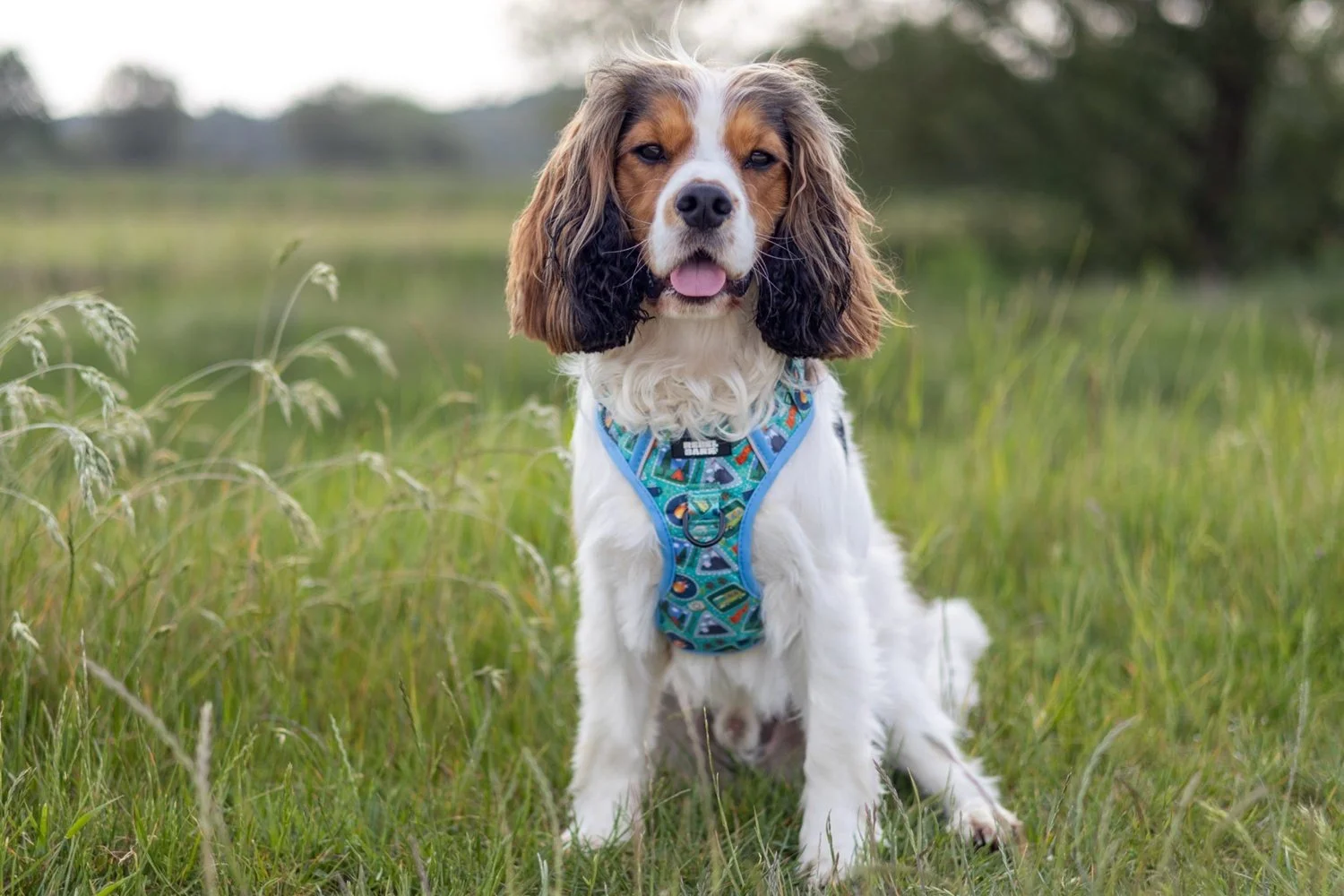 A happy English Springer Spaniel dog sitting in a grassy field with trees in the background, wearing a colorful harness.