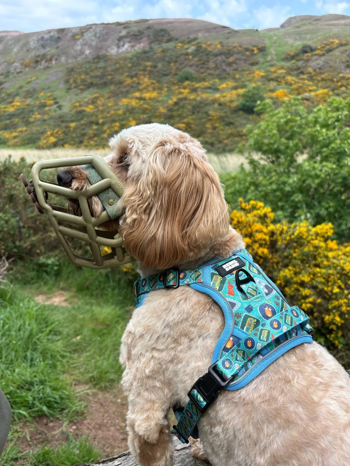 A cream-colored dog wearing a harness, carrying a protective face mask in its mouth, outdoors in front of green bushes and yellow flowering plants, with hills in the background.