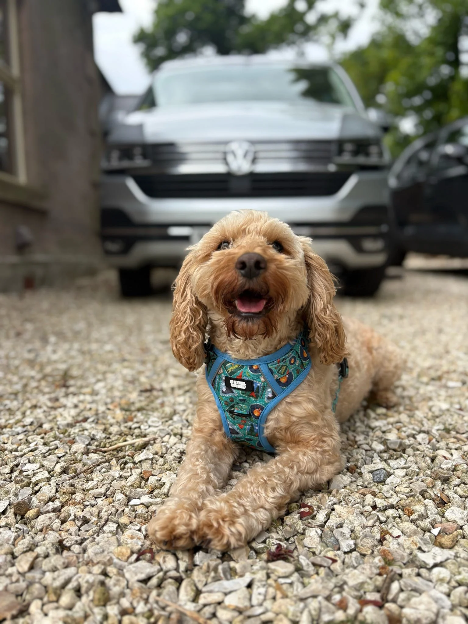 A cute golden retriever puppy lying on gravel in front of a parked car.