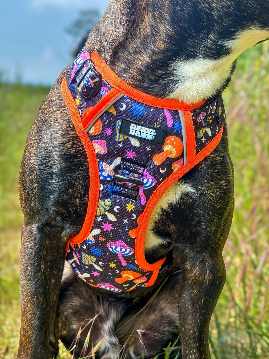 blackdogorangeharness2.jpg