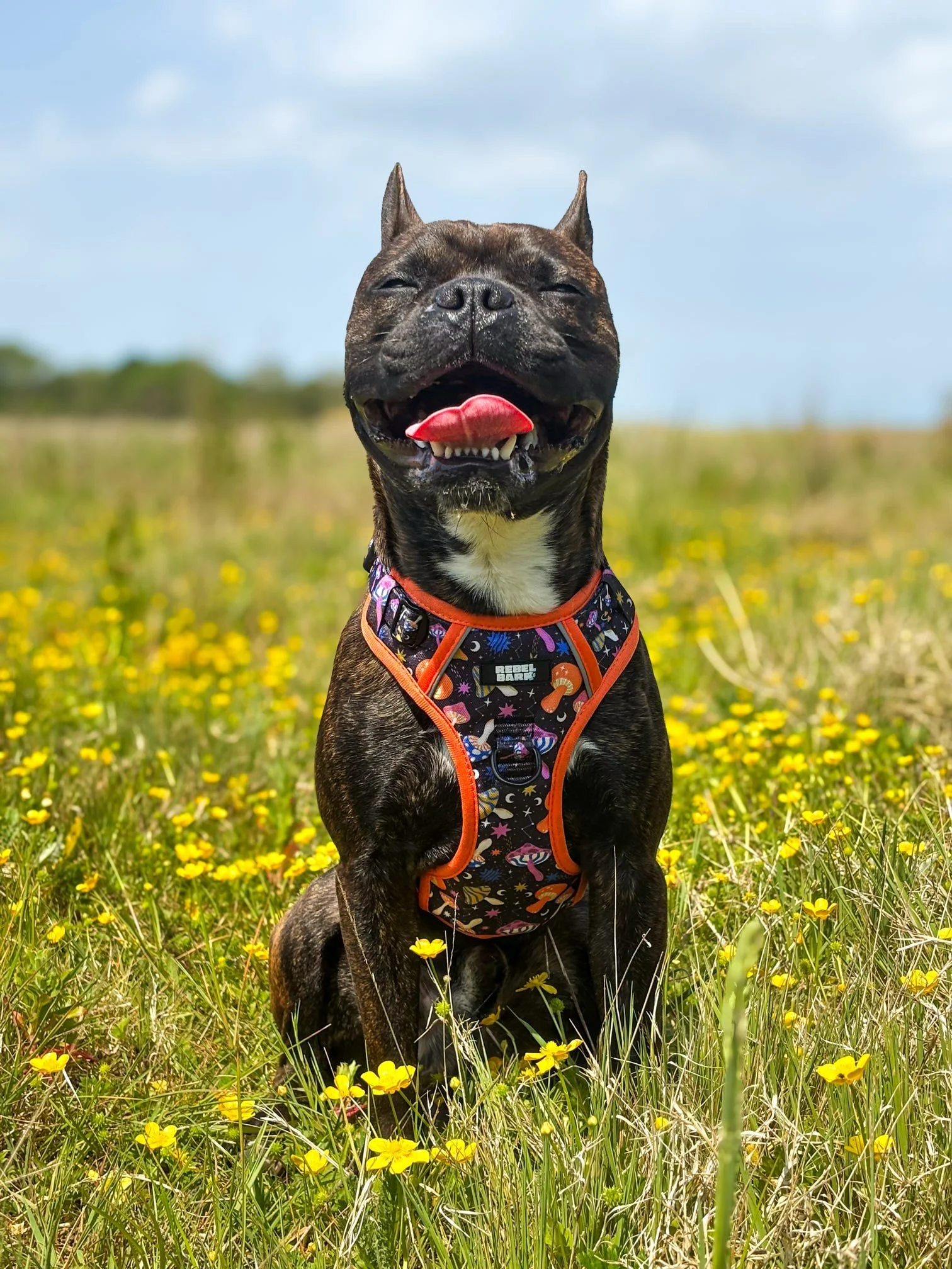 A black and brindle dog with a red tongue sticking out, sitting in a field of yellow flowers with a blue sky and some clouds in the background. The dog is wearing a colorful harness.