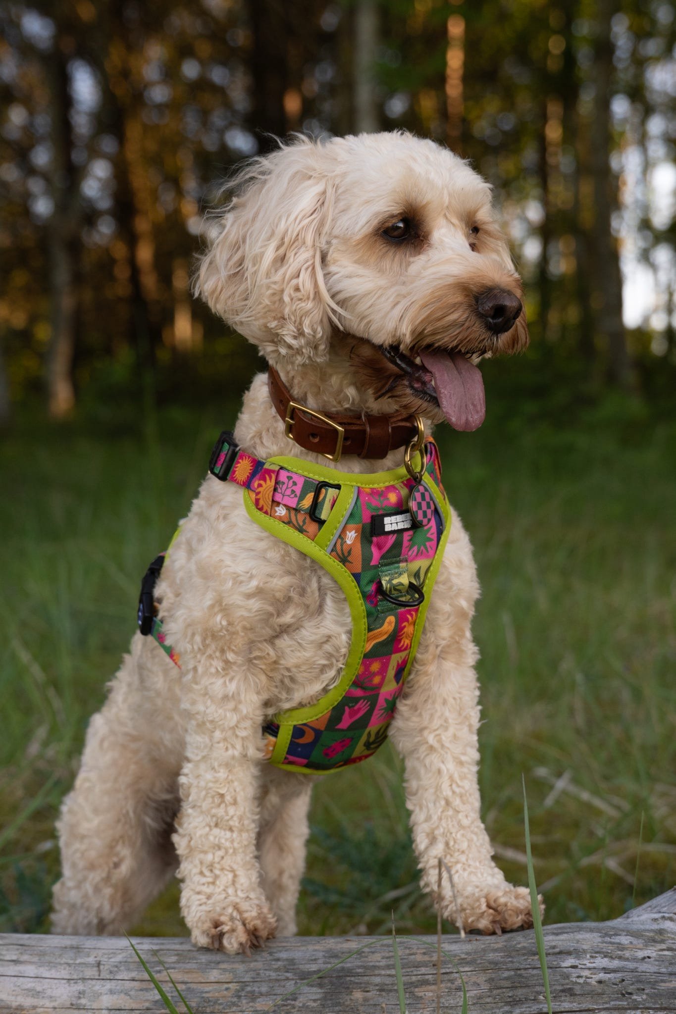 A light-colored, fluffy dog with floppy ears sitting outdoors on a log, wearing a colorful harness and brown collar, with a blurred forest background.
