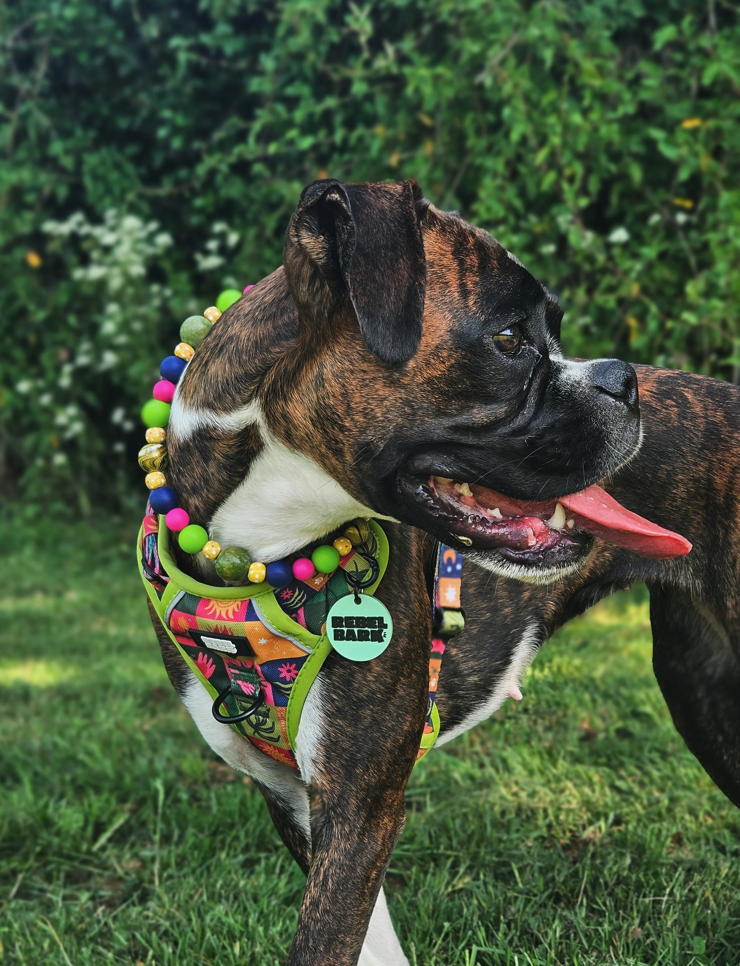 Close-up of a brindle and white dog wearing a colorful harness with a beaded collar labeled "Rebel Bark," outdoors on green grass with a background of dense green foliage.