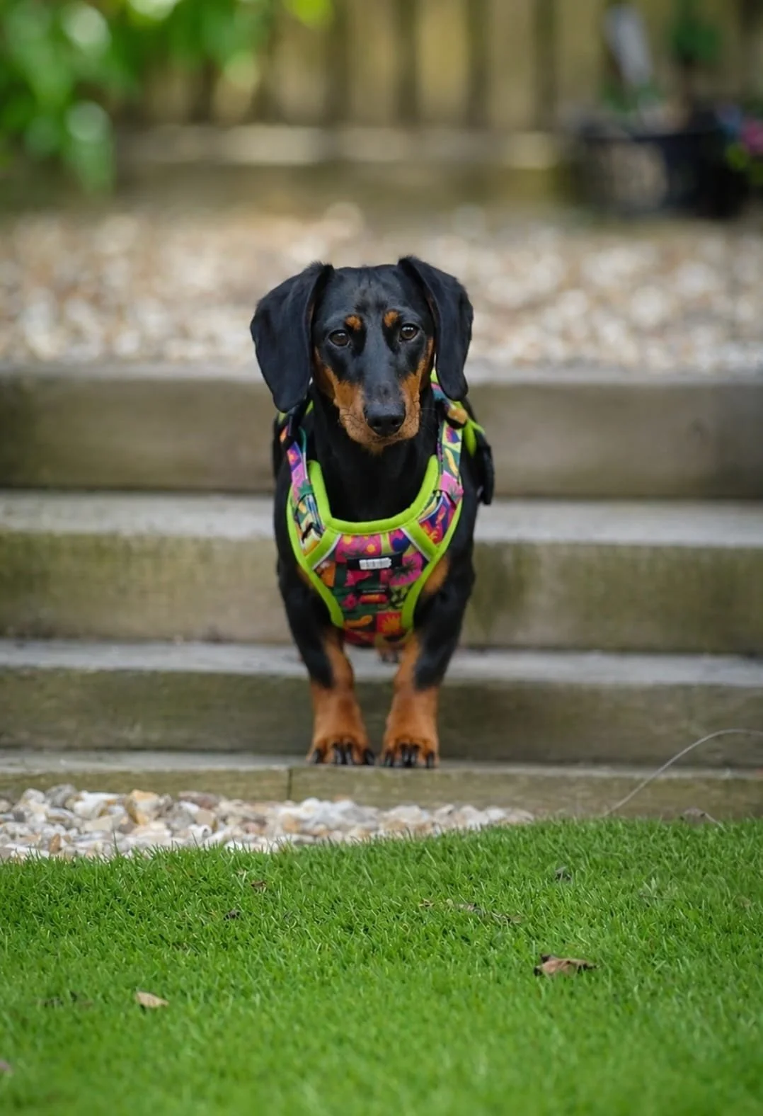 A black and tan dachshund wearing a colorful harness sitting on wooden steps outdoors with green grass in the foreground and blurred trees in the background.