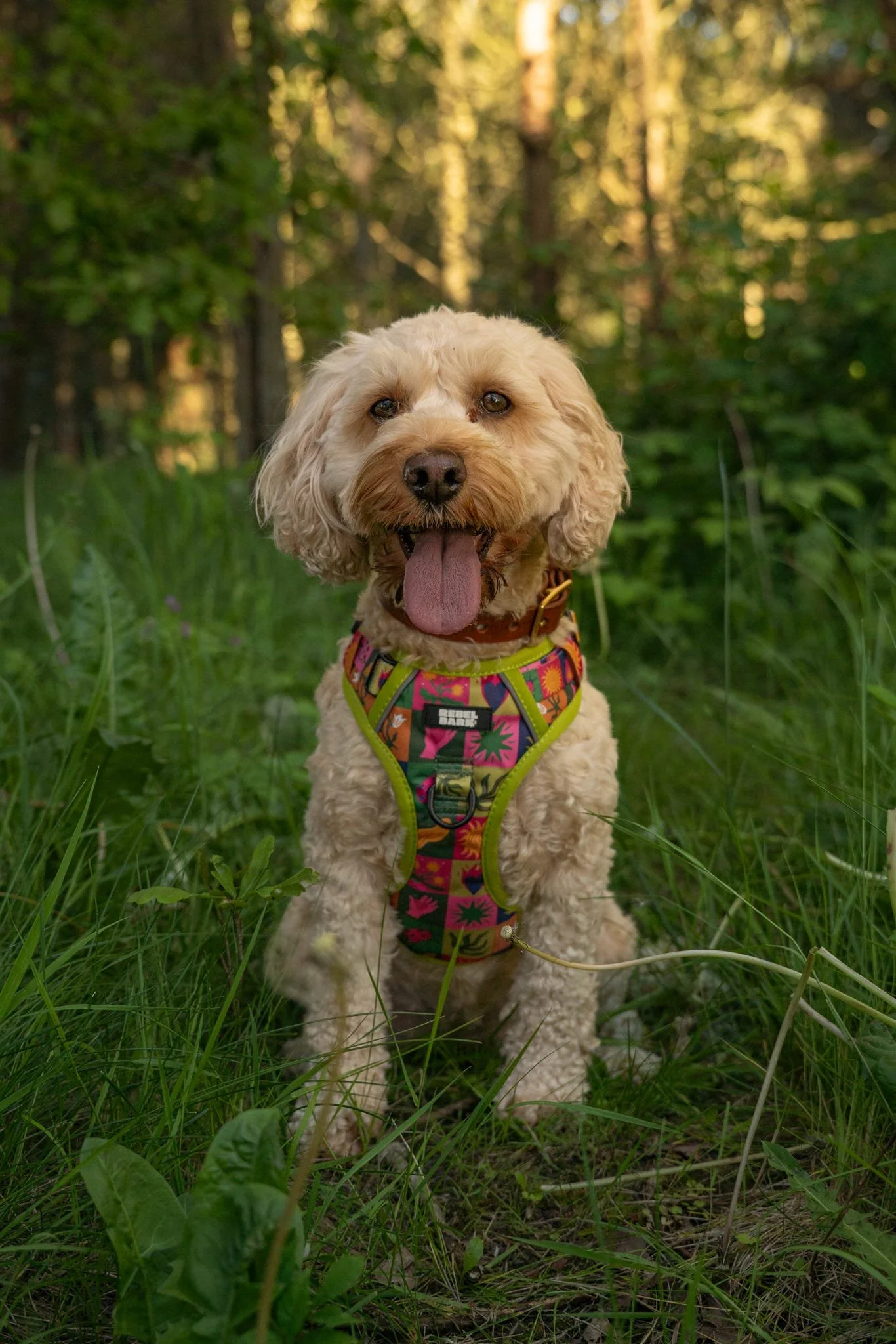 pinkandgreenharness.jpg