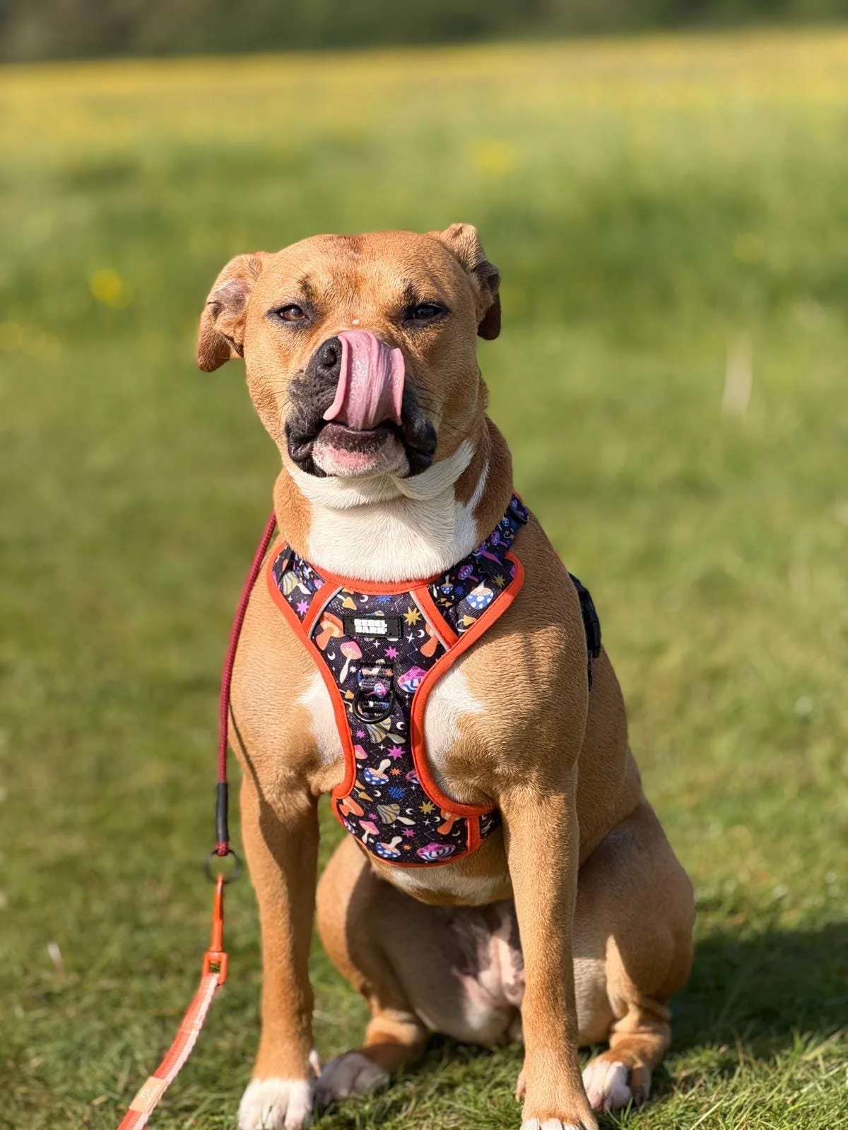 Adult brown dog with a white chest and paws, sitting on grass outdoors. The dog is wearing a colorful, patterned harness with orange trim and has its tongue out, licking its nose.