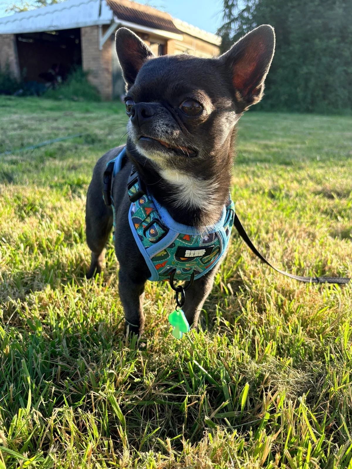 Small black Chihuahua wearing a colorful harness with a green bone-shaped tag, standing on grass outdoors with a house and trees in the background.