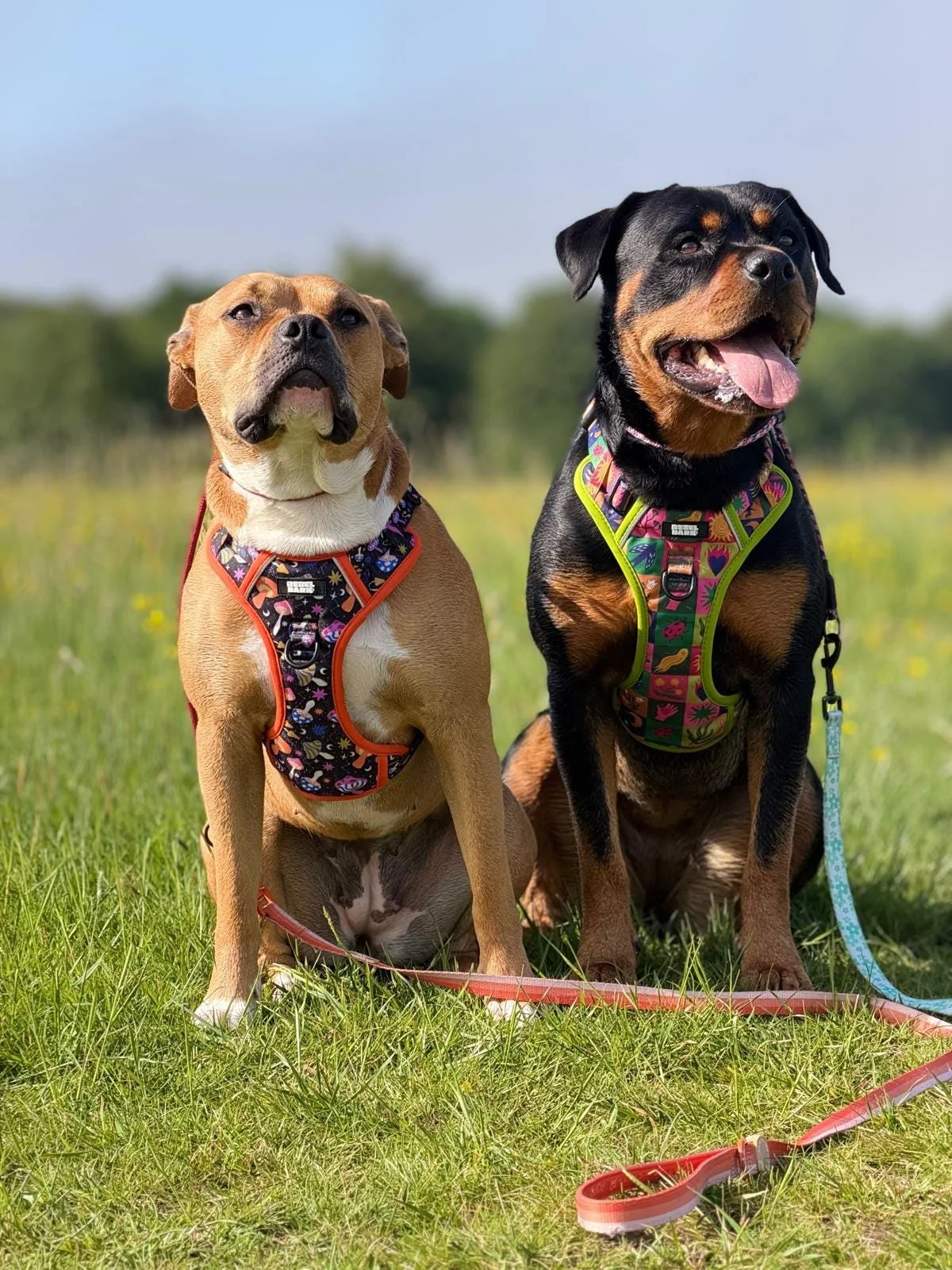 Two dogs sitting on grass in a field, wearing colorful harnesses, with trees in the background and a blue sky.