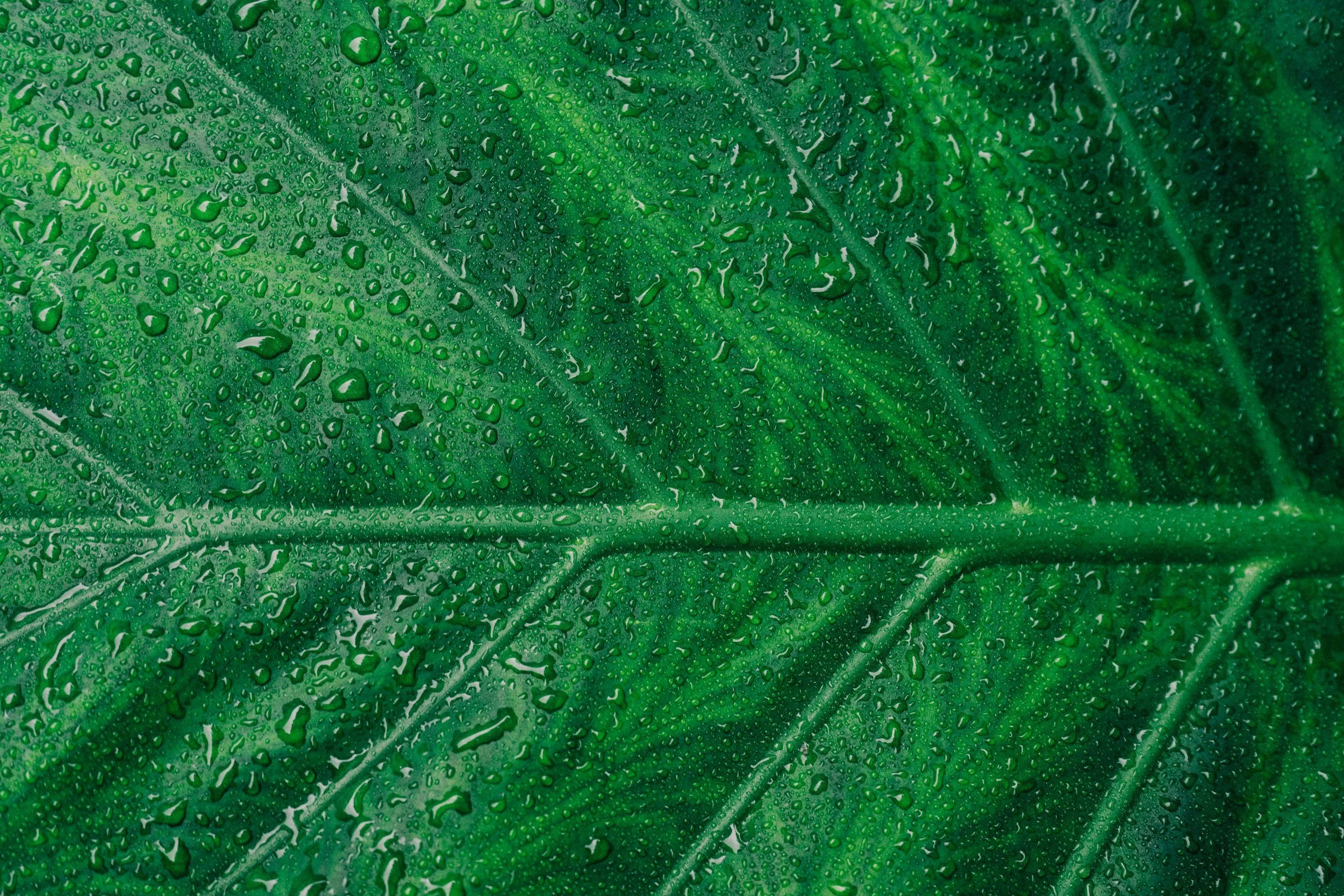 a close-up zoom to a wet plant leaf