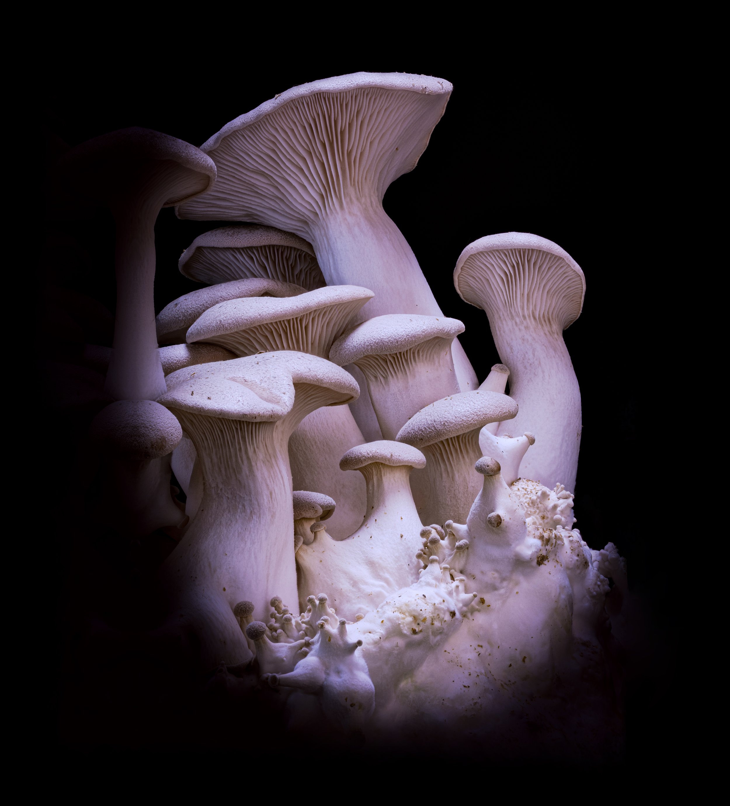 KAY MINTER | King Oyster 