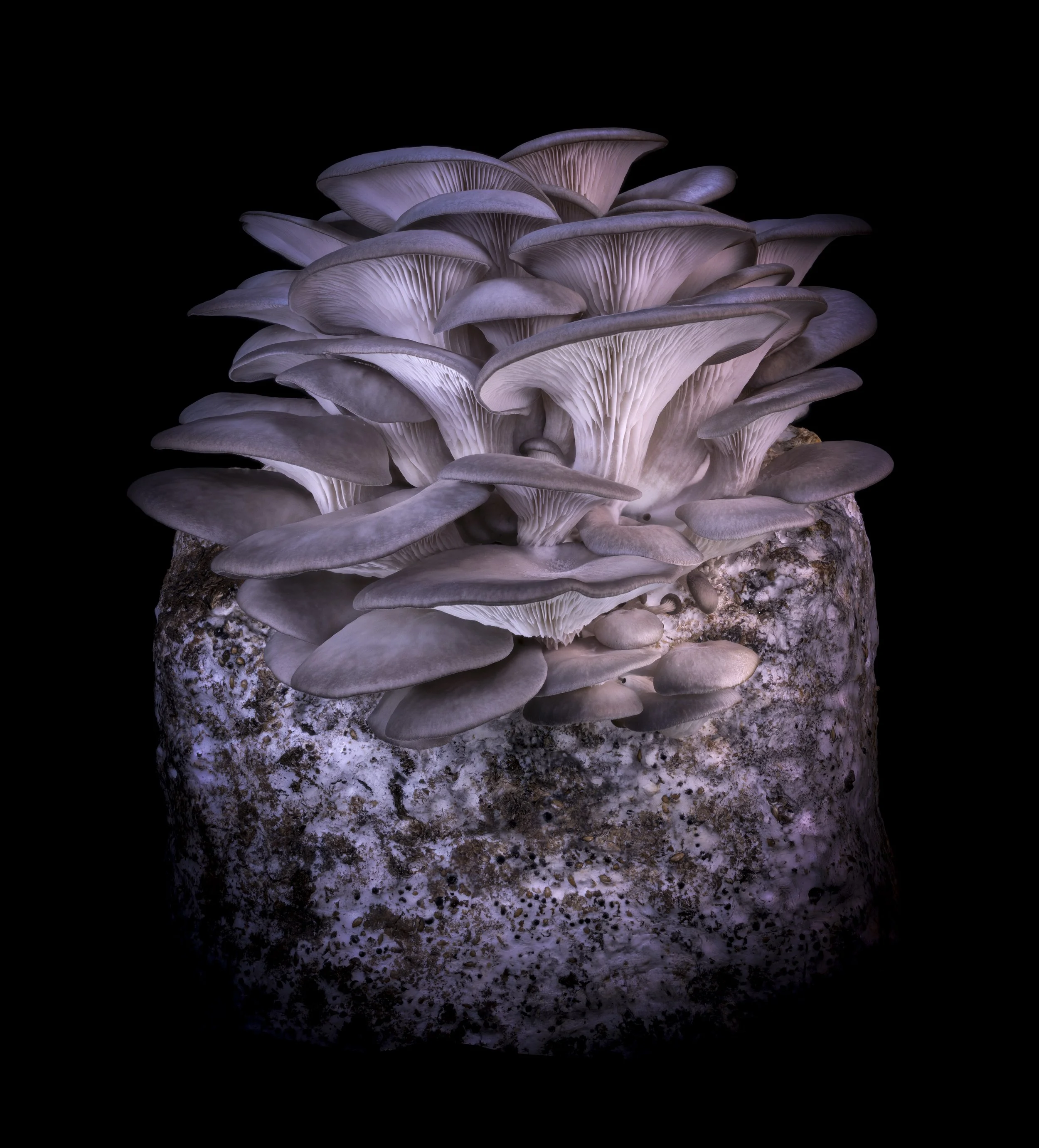 KAY MINTER | Grey Oyster