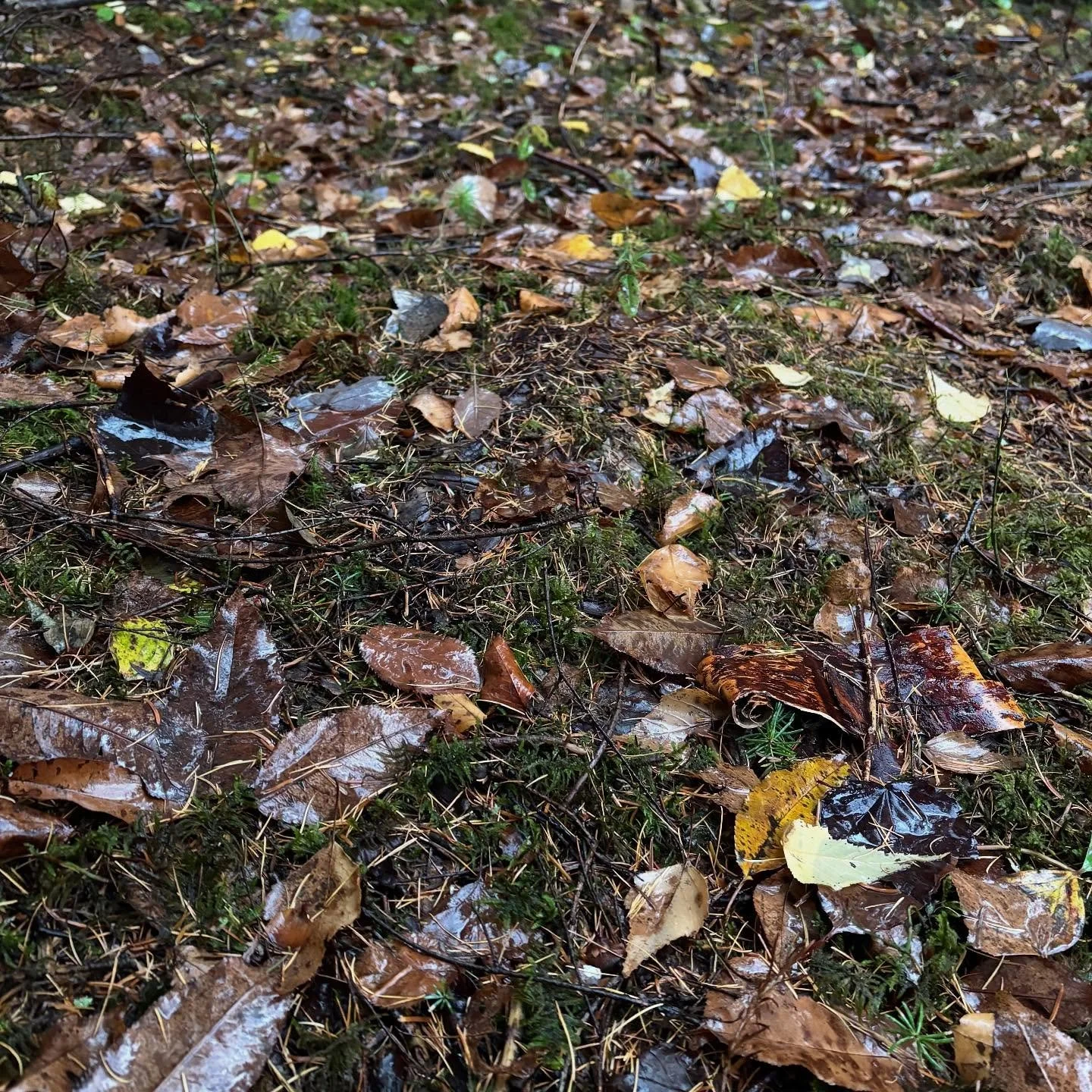 The before, during, and after of silvopasture with pigs! We ran our sows and feeder pigs on an unmanaged portion of our woodlot this year, and they did a great job of clearing it out. We removed undesirable tree species and seeded in new grass each t