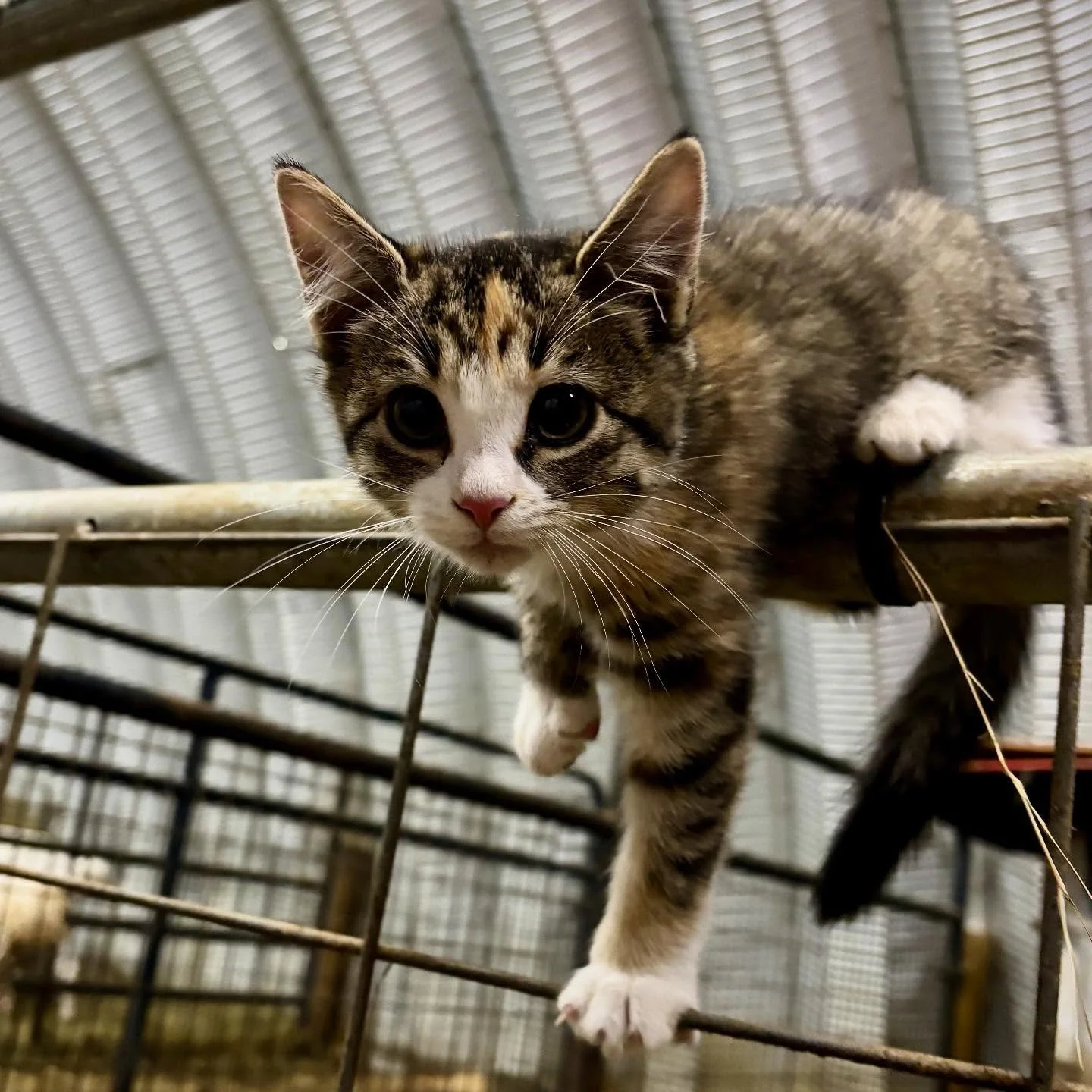 We&rsquo;ve had a little extra help in the barn for the past couple of weeks.🐱 Milky Way has been staying with us as a stopover between her rescue and her forever home. Today, she&rsquo;s leaving for our friends&rsquo; farm in Essex County. We&rsquo