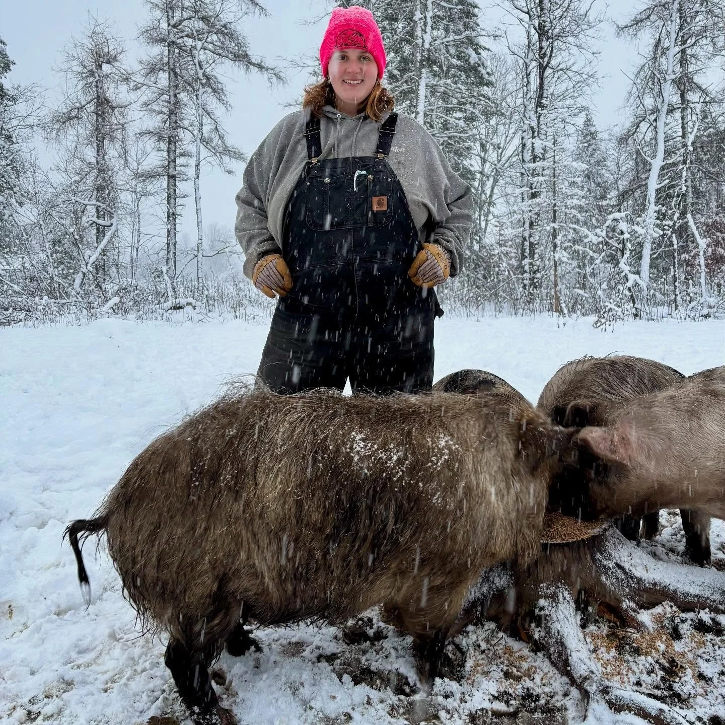 The last of our kune kune pigs will be headed to the butcher next week, along with the first group of our duroc cross pigs.🐖 Before they leave, I wanted to get a couple of photos to show the size difference between the two breeds, as it&rsquo;s pret