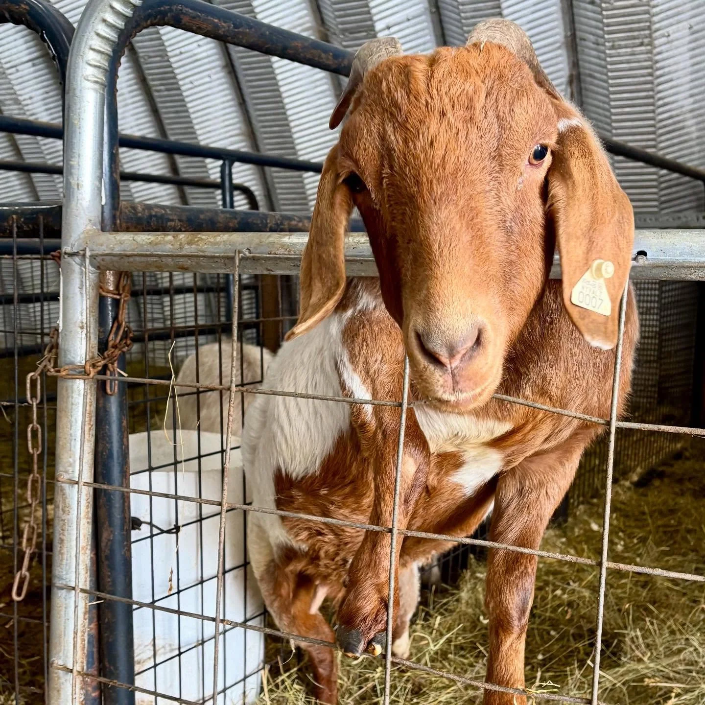 Remember the injured goat we posted about a couple of weeks ago? She&rsquo;s walking all on her own again! For a while, it seemed as though she wasn&rsquo;t going to improve and that we would have to euthanize her, but she decided to rally. She start