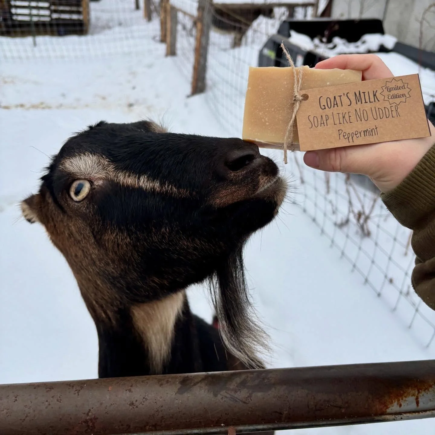 It&rsquo;s beginning to smell a lot like Christmas... Our peppermint goat&rsquo;s milk soap has just finished curing.🌟 Order early so that we can get it to you in time for the holidays!
