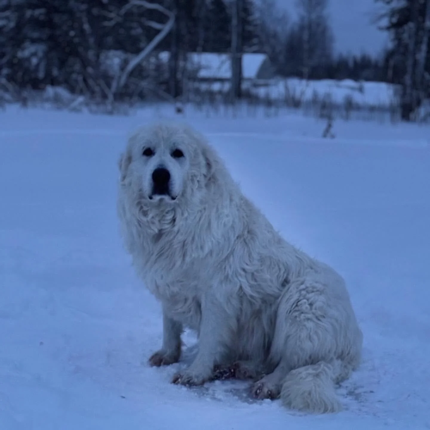 Merry Christmas!🎄We&rsquo;re too sick to take much of a family photo, so here&rsquo;s one of Lulu before we coaxed her into the barn for the night with a piece of Canadian bacon. We&rsquo;re expecting a cool night tonight with a windchill of -7&deg;