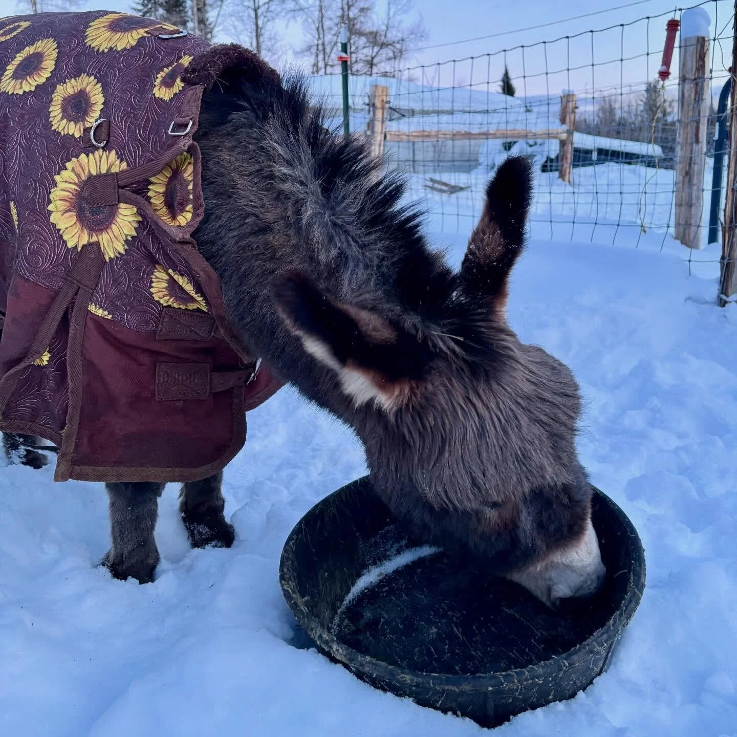Our donkeys have more stylish winter apparel than we do.🌻