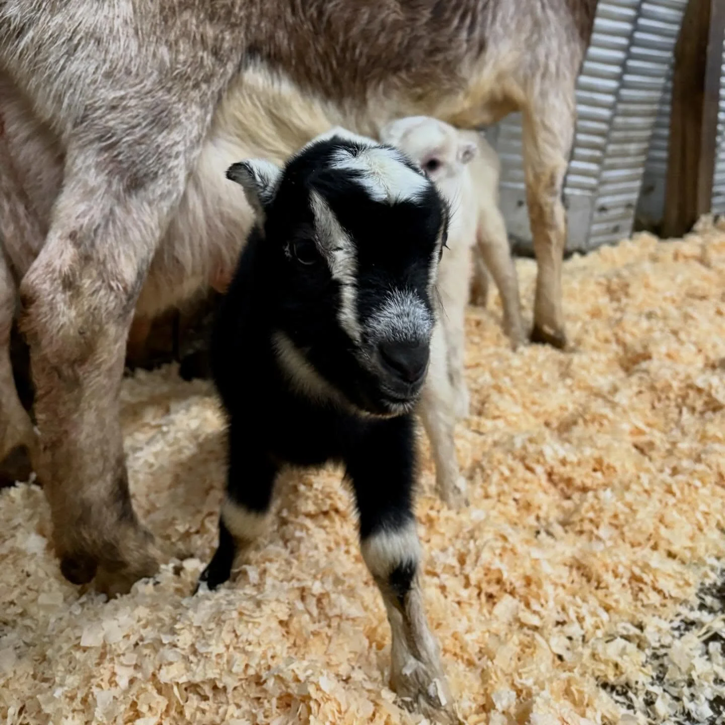 Since 2026 is the International Year of the Woman Farmer, we&rsquo;ve decided to extend the theme to the naming of this year&rsquo;s group of goat kids. All of them will be named after bad@$$ women who have made an impact on the world. Without furthe