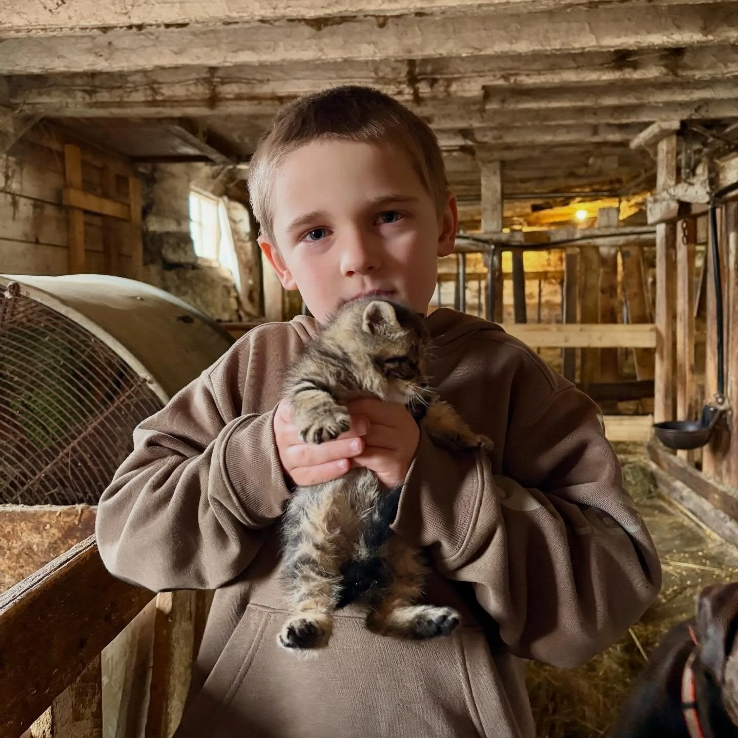 We got to snuggle some kittens this morning when we made a trip to our hay supplier&rsquo;s place.🐱These babies are looking for homes; if anyone is interested, please reach out so that we can put you in touch with the farmer who has them.