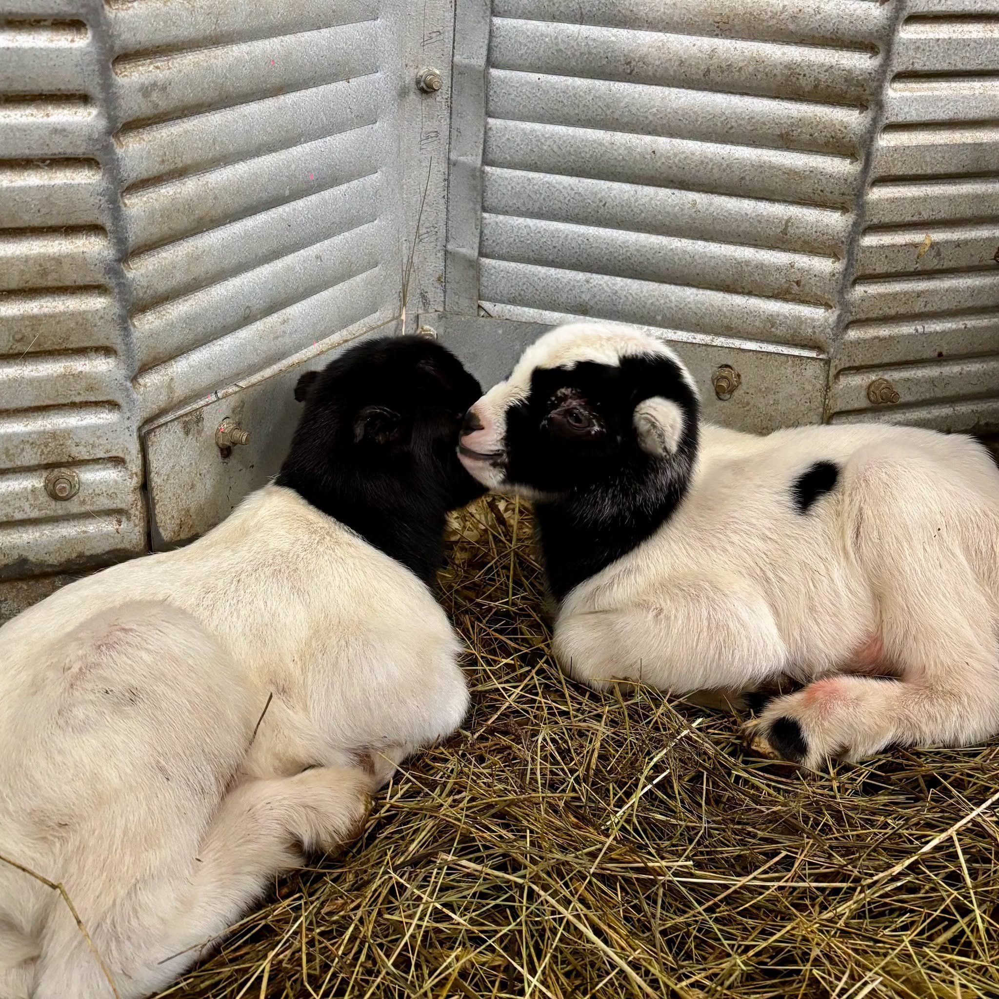 We had some new arrivals last night! Meet Goodie (Jane Goodall) and RBG (Ruth Bader Ginsburg.)🐐