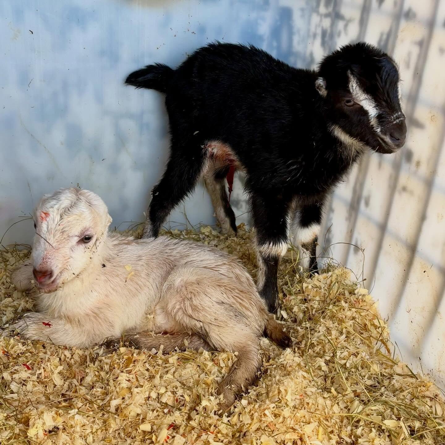 Meet our lunchtime babies: Amelia (Earhart) and Ida (B. Wells). They&rsquo;ve already sucked down full bottles of their mom&rsquo;s colostrum.🍼