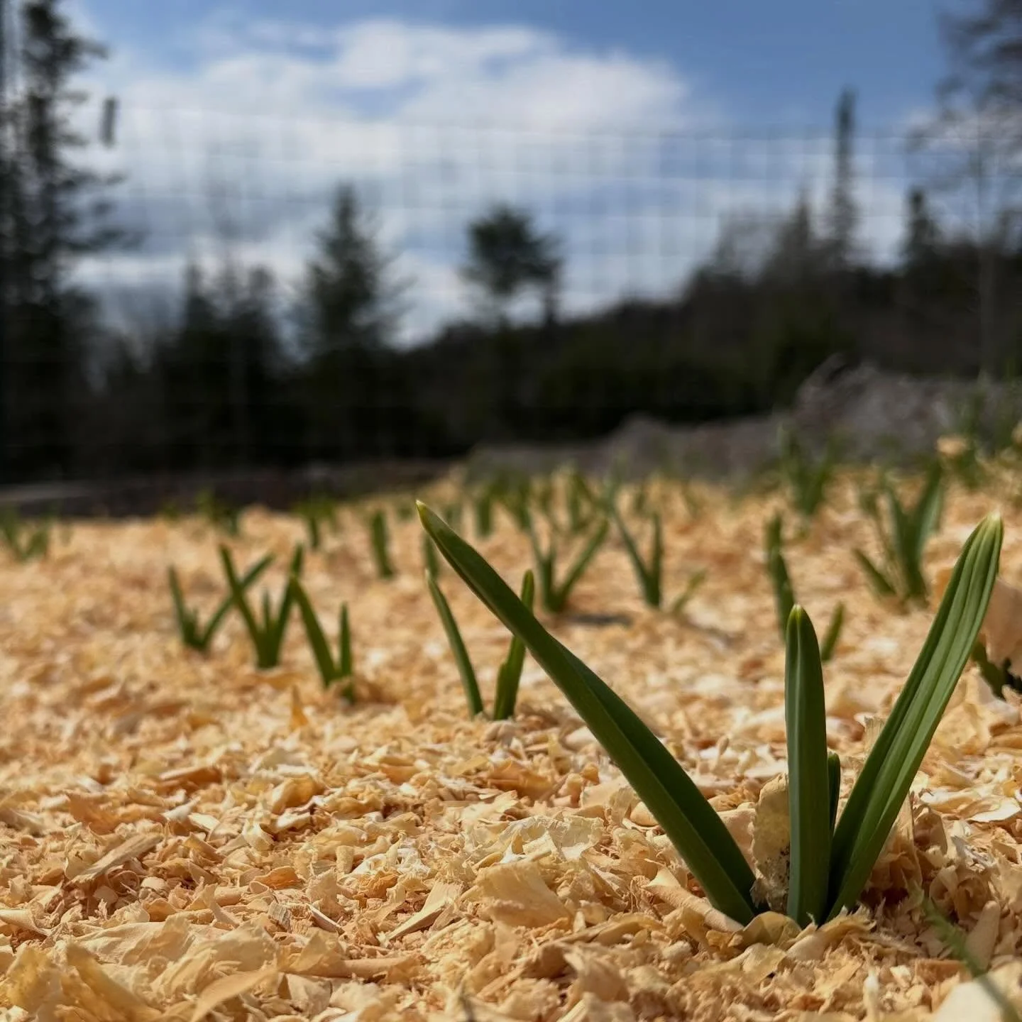 Our garlic is coming up!🧄 Garlic is one of our absolute favorite crops to grow. We plant it in the late fall, and then it spends the winter buried under the snow, waiting for the right time to emerge. Another thing we love about garlic is that there