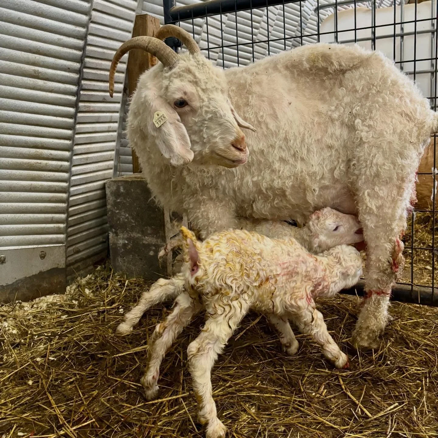 In the midst of death, life persists. This morning started out poorly for us; we had to euthanize a goat that we&rsquo;d been attempting to rehabilitate since she injured herself last fall. She was a barn favorite, so we were all feeling pretty down 