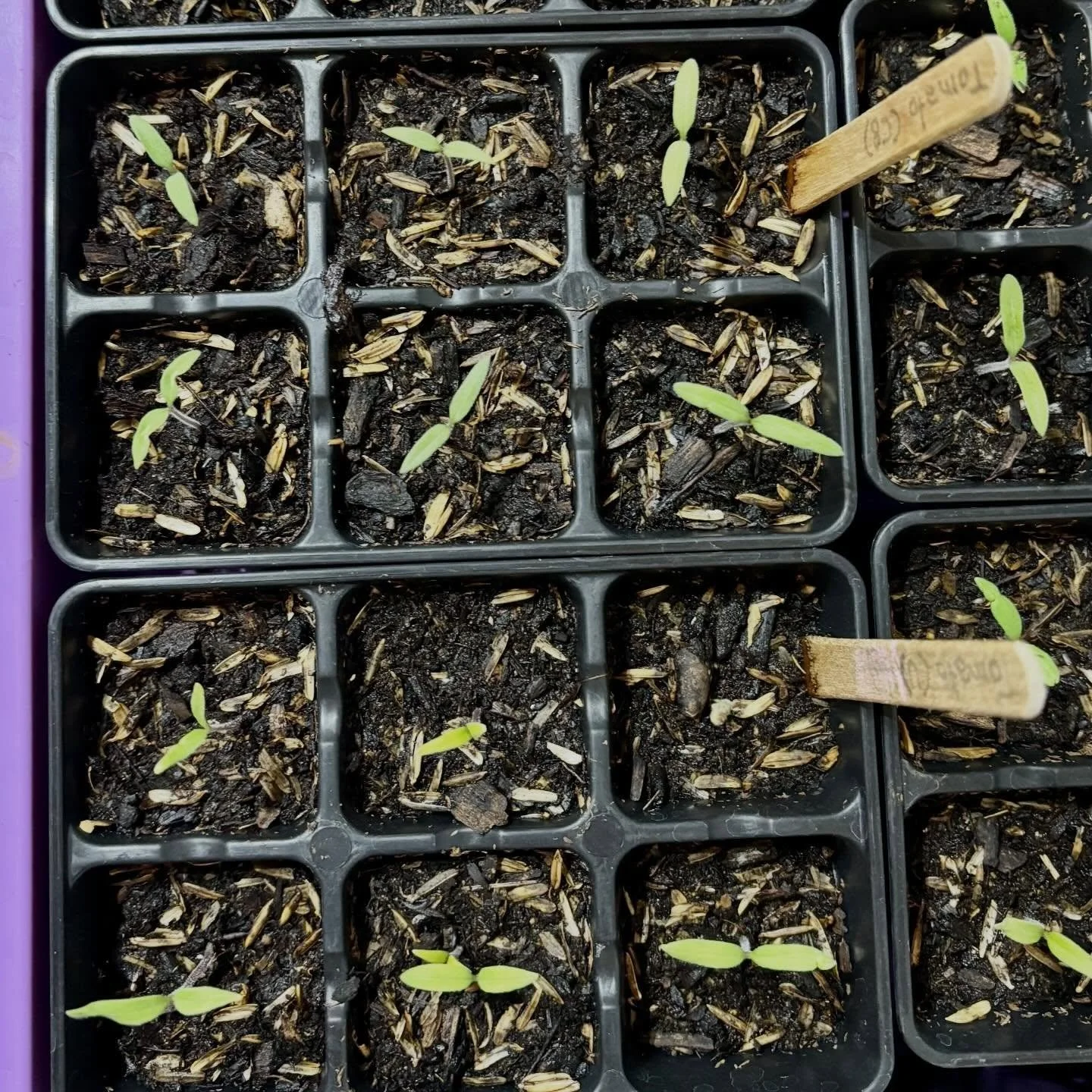 Little baby tomato plants.🍅