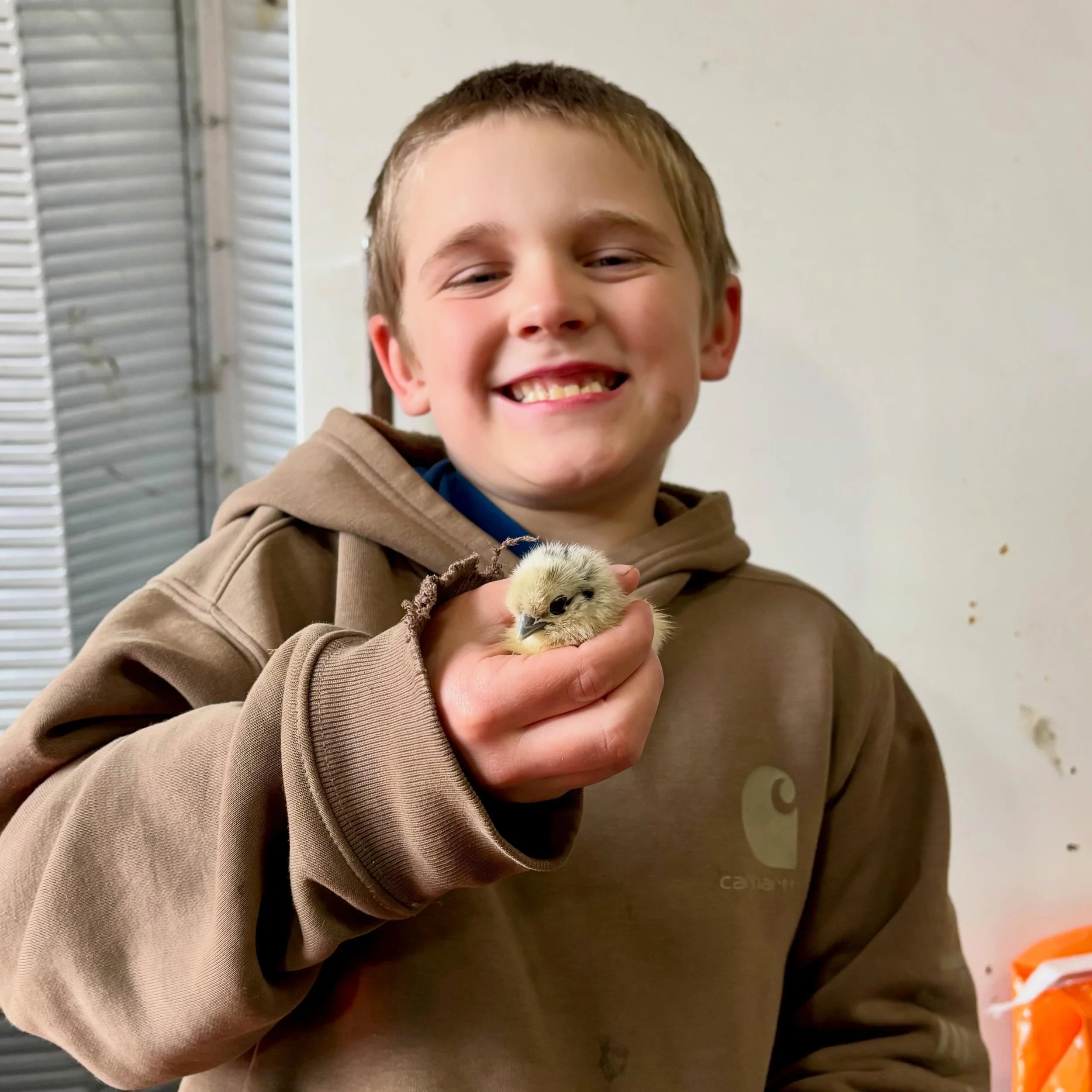 Ivan got a few new show chickens yesterday!🐓 He raises silkie bantams, and they&rsquo;re all named Fluffy.