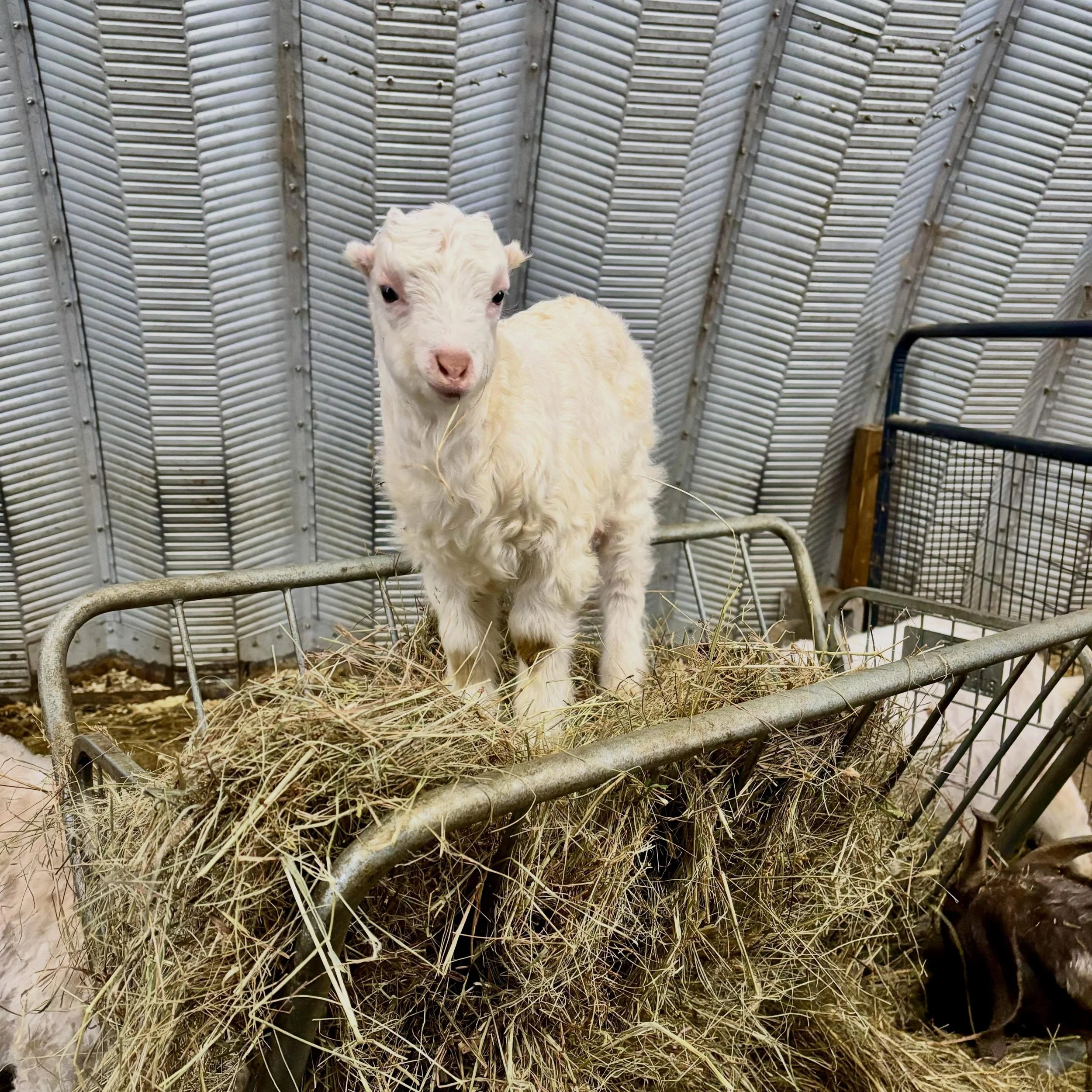 This baby&rsquo;s got it figured out: the grown ups can&rsquo;t push him out of the way if he&rsquo;s on top of the hay feeder.