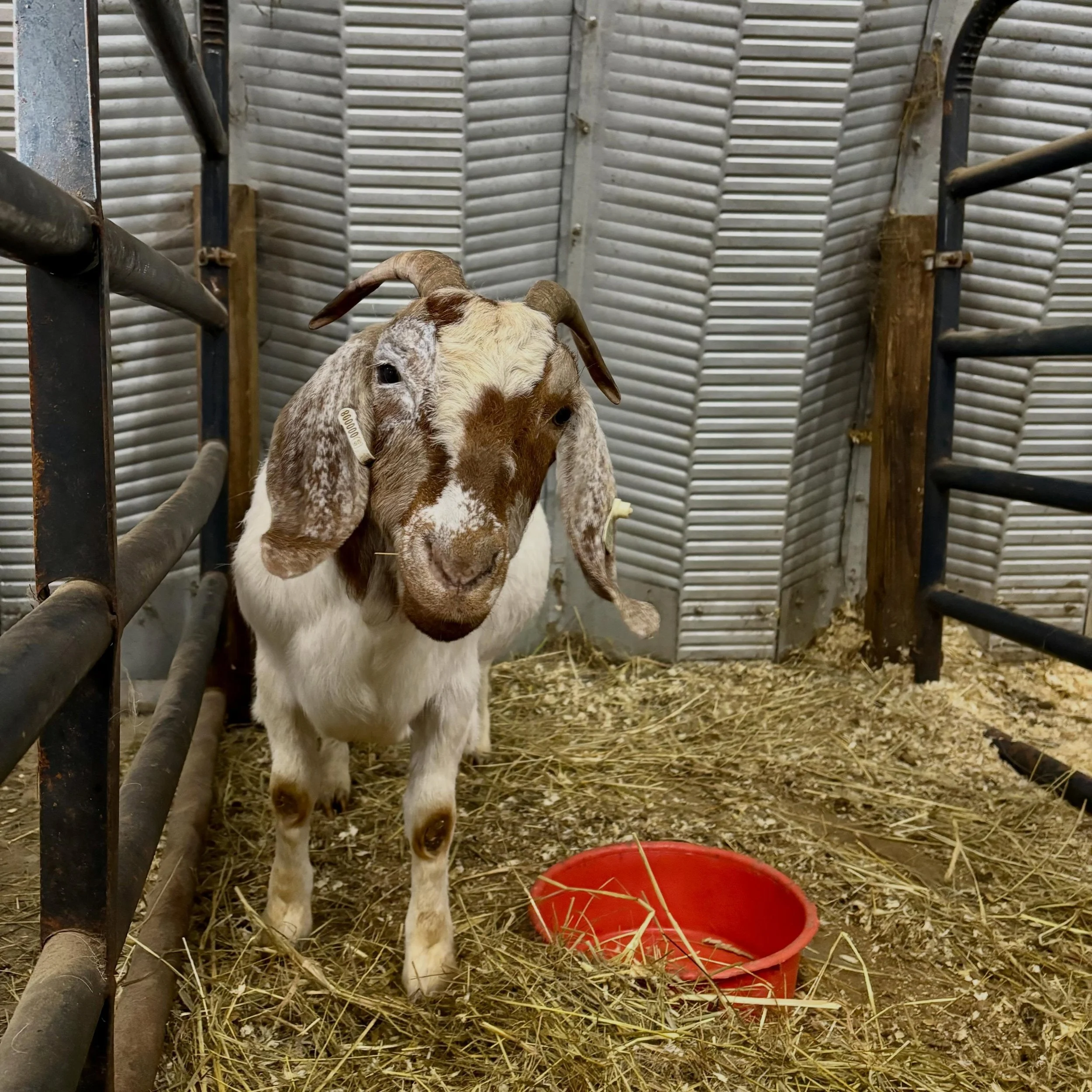 Having animals comes with an enormous amount of responsibility. We recently had to miss a major event in our family, largely due to an injured goat. One of our does got gored through the eyelid by another goat, and needed medical attention beyond wha