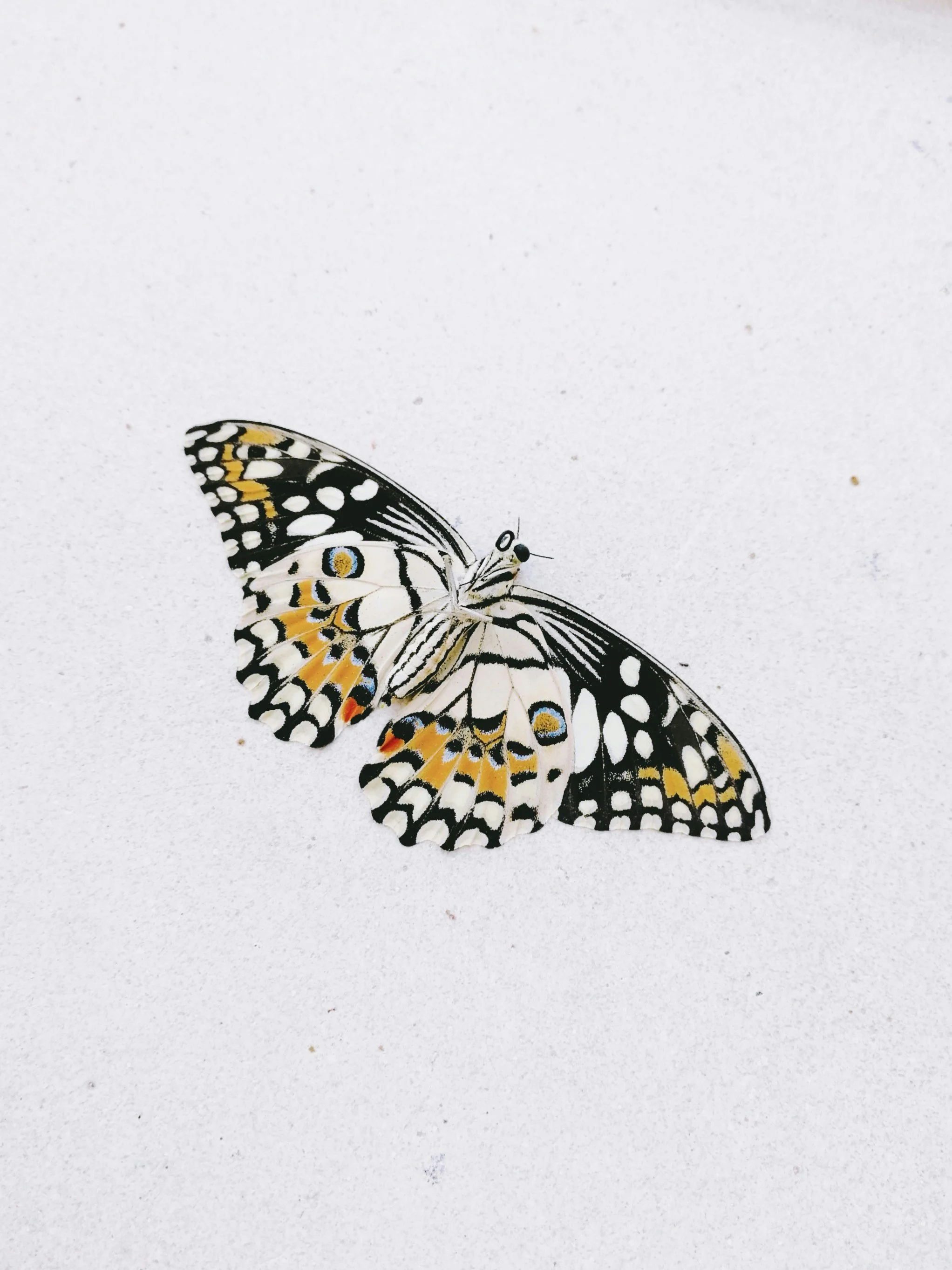A butterfly with black, white, yellow, and orange markings on white background