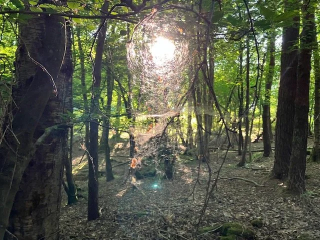 Sunlight shining through the trees in a dense forest, with a spider web in the foreground.