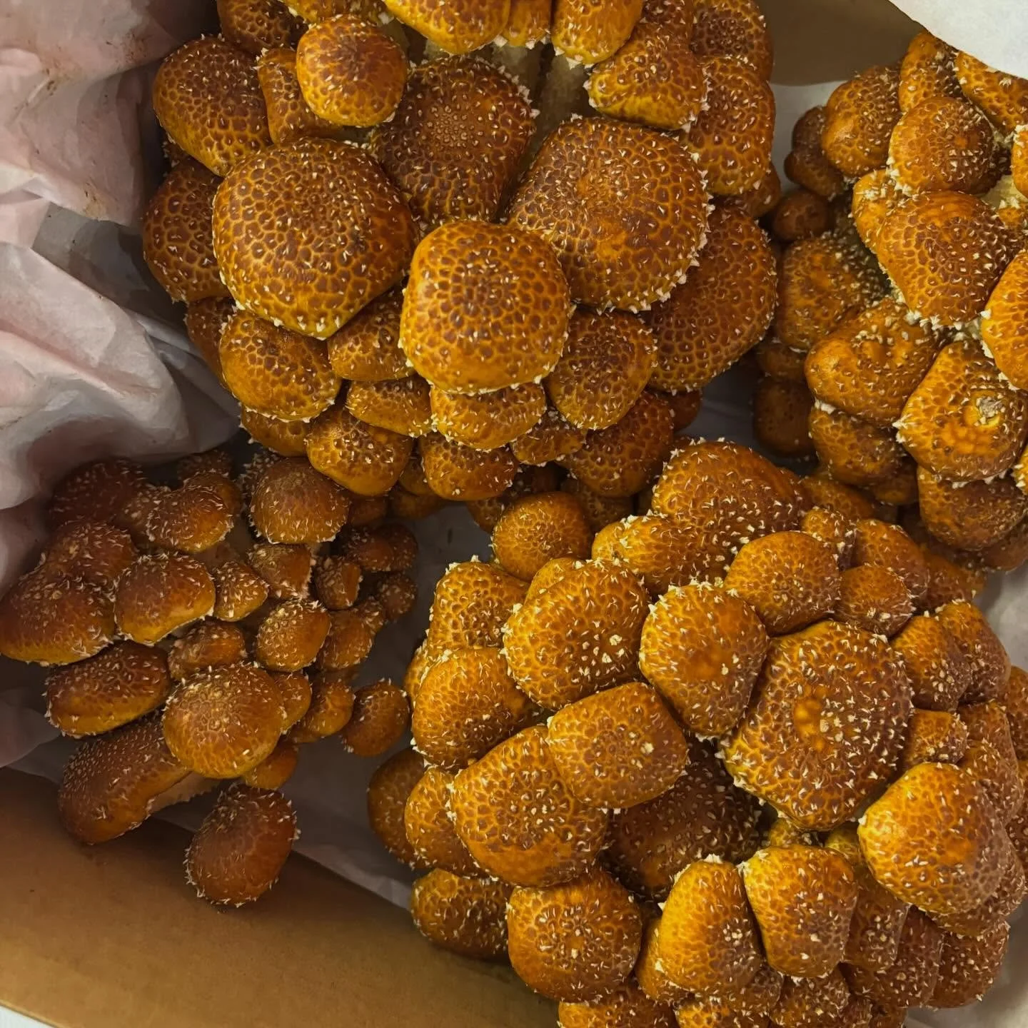 Beautiful chestnut mushrooms from @mussettholdingsfamilyfarm destined for a pasta special in the wine bar. Cheffie is currently working on a little chestnut ravioli number and we think it&rsquo;s going to be pretty, pretty good.

Excited to see these
