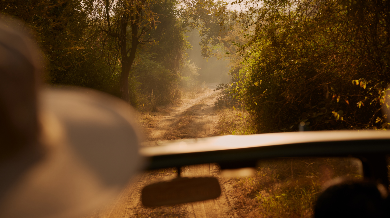 The Best Luxury Safari Destinations for Your Next Trip