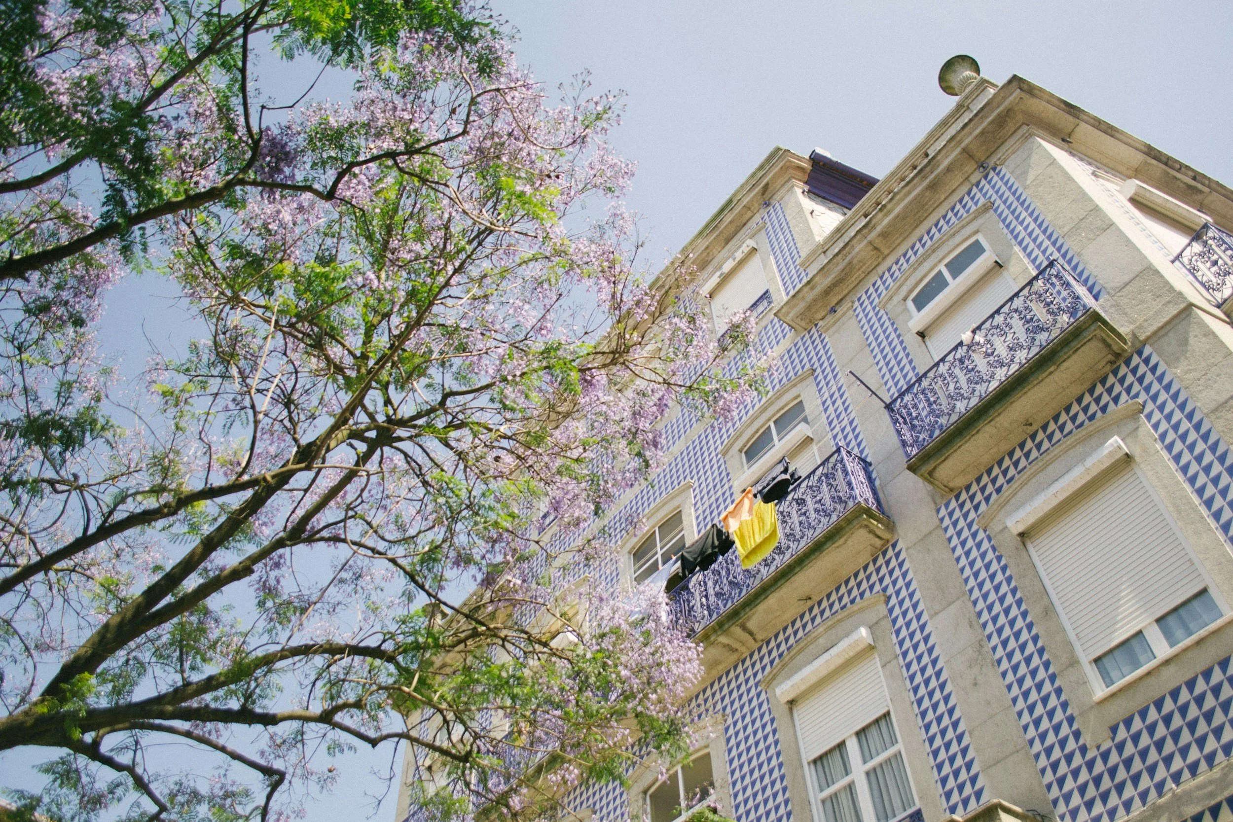 Traditional blue and white azulejo tile building with blooming jacaranda tree in springtime Lisbon, Portugal