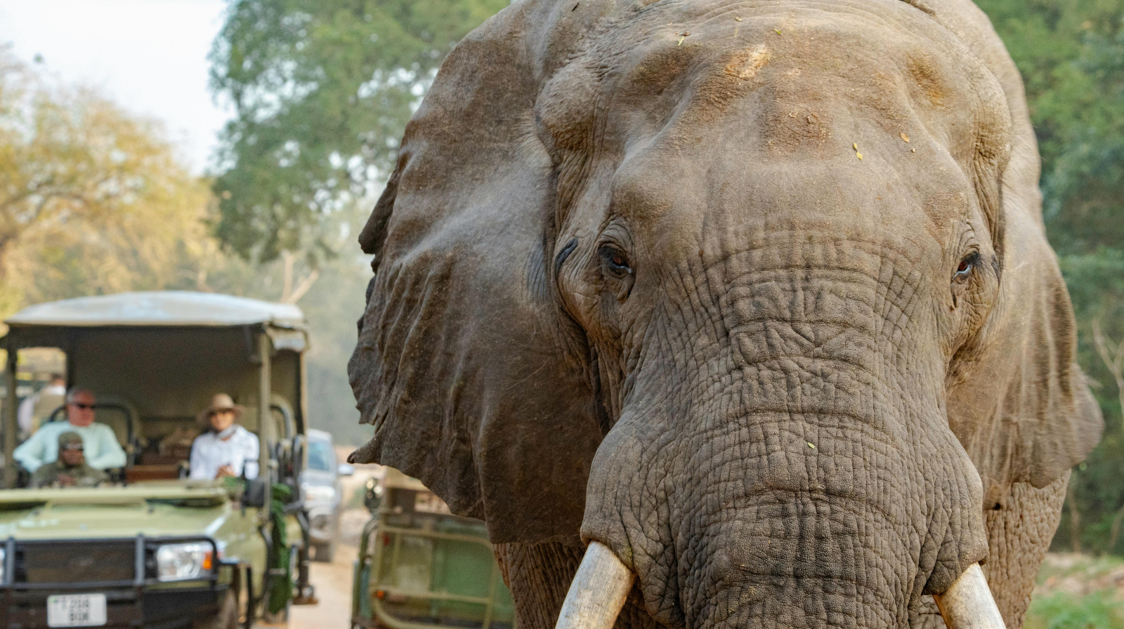 African elephant close up during luxury safari game drive with tourists in background