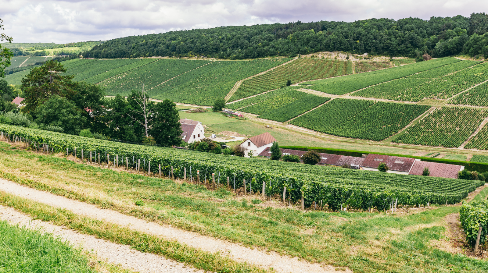 Rolling vineyard hills and farmhouse in Bordeaux wine country, France